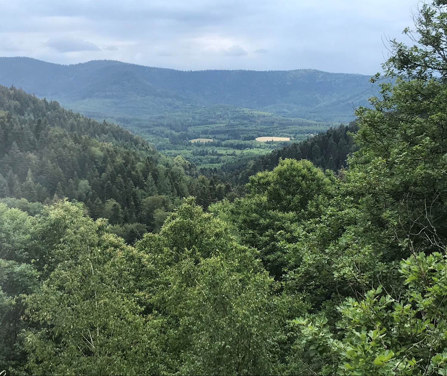 nature forêt randonnée grands espaces Piemont Vosgien