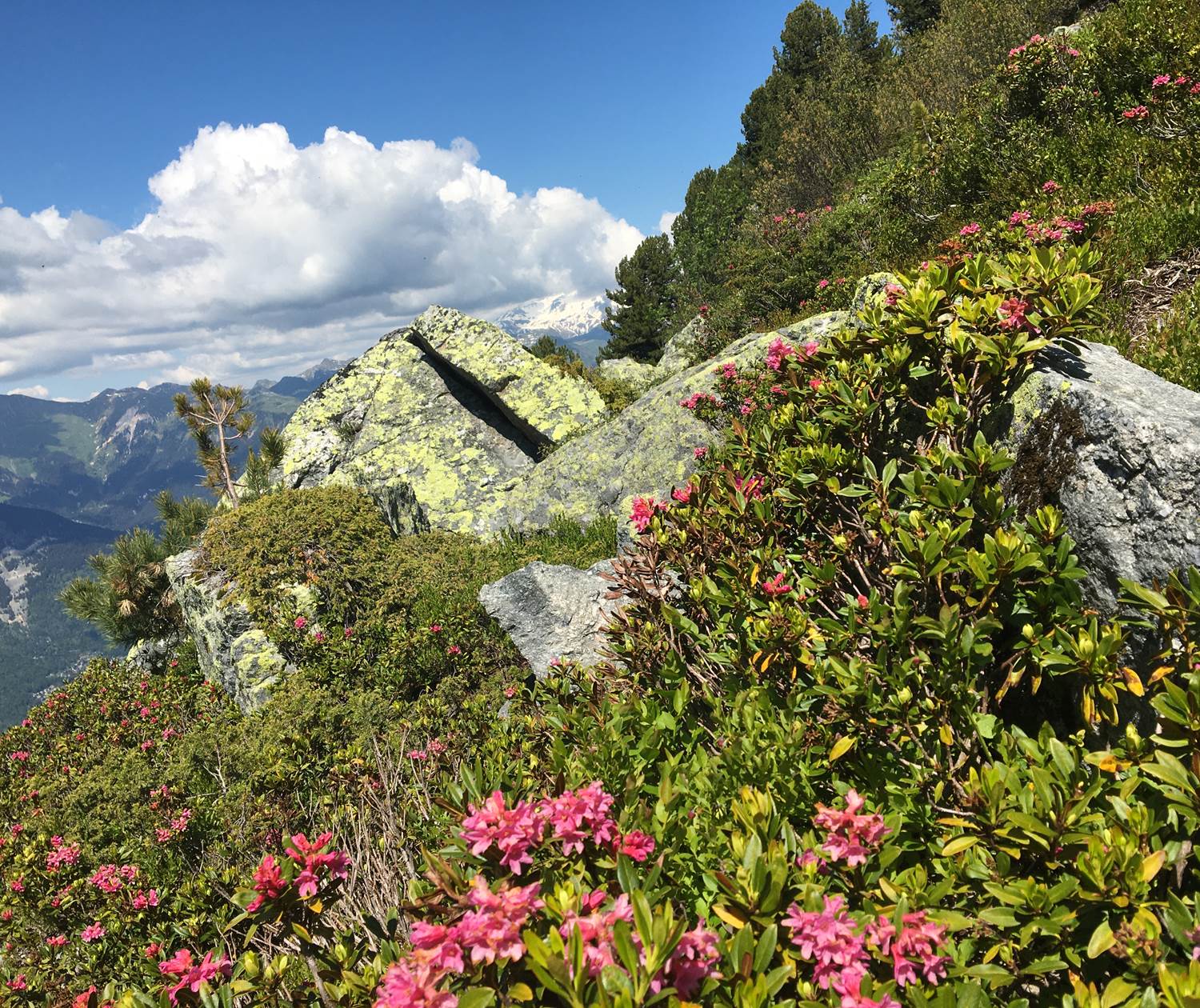 montagne en fleur