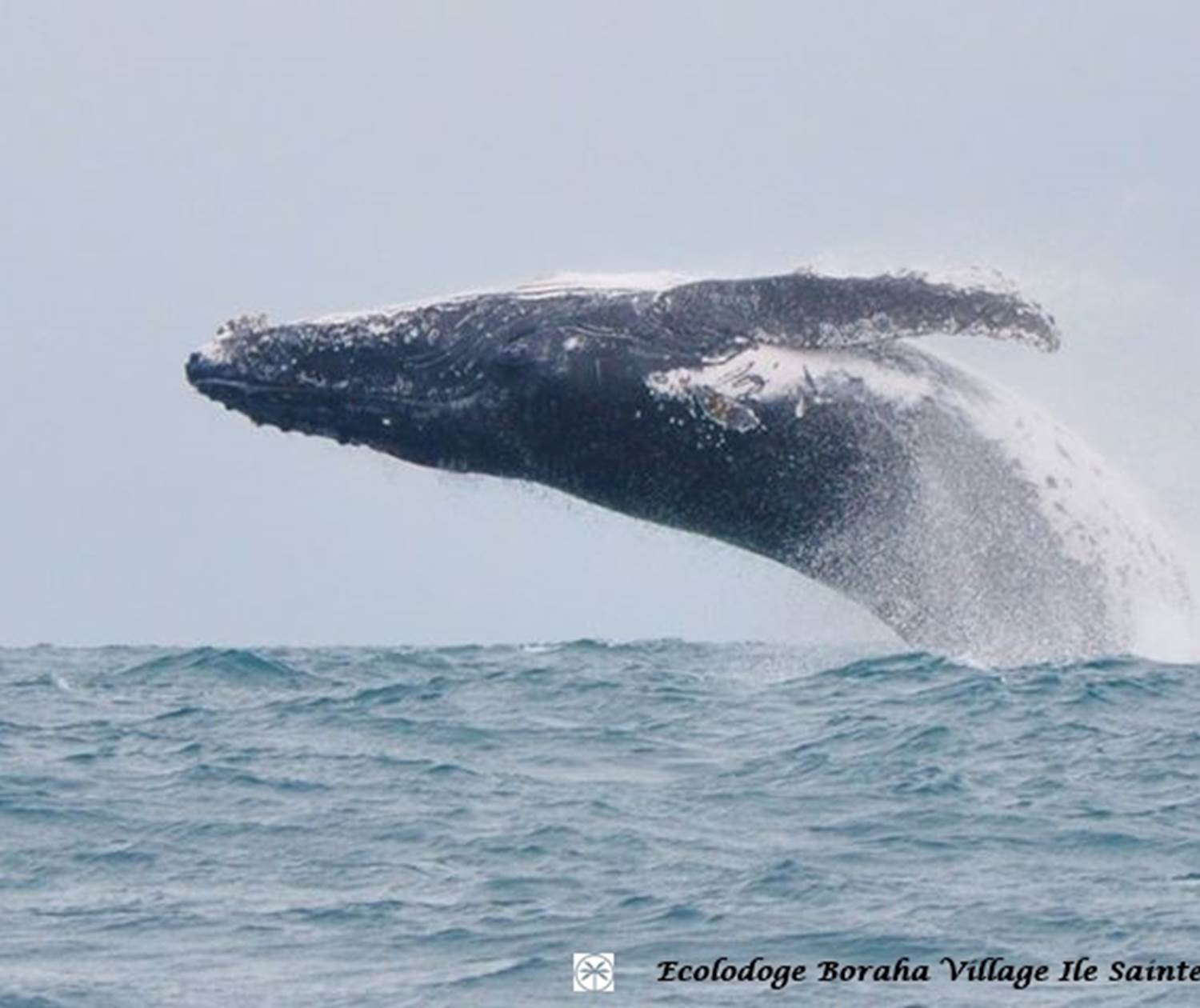Baleine Boraha Village Ile Ste Marie Madagascar 19