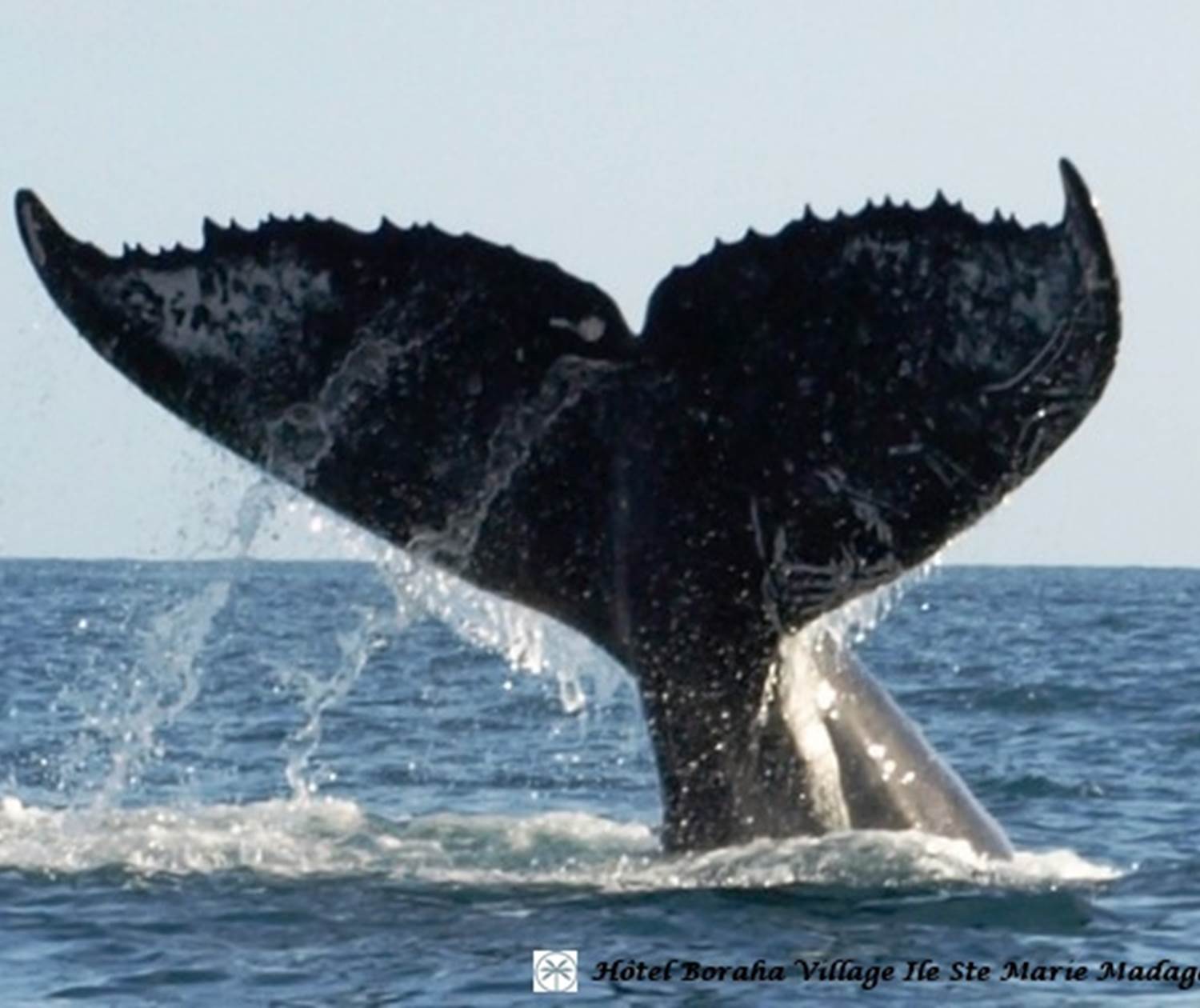 Baleine Boraha VIllage Ile Ste Marie Madagascar 34