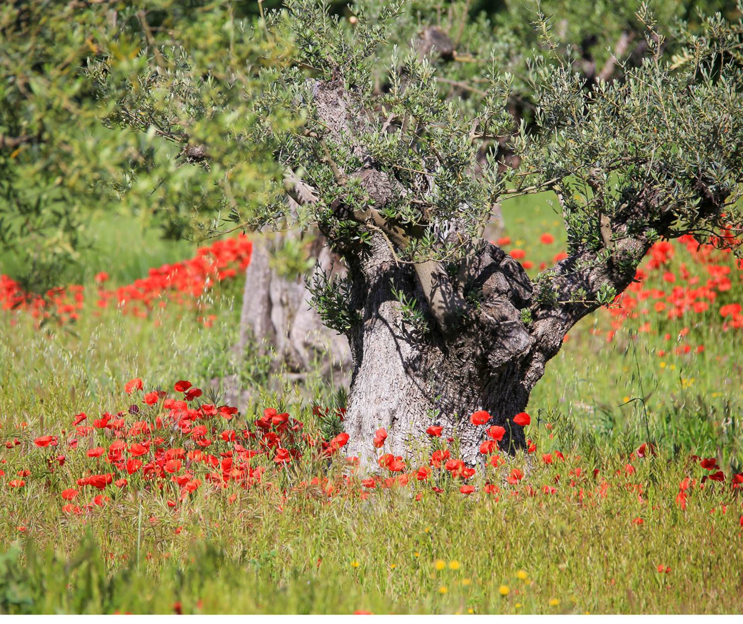 Coquelicot au pied olivier. Copyright.14257--HOCQUEL_A_-_VPA-1600px