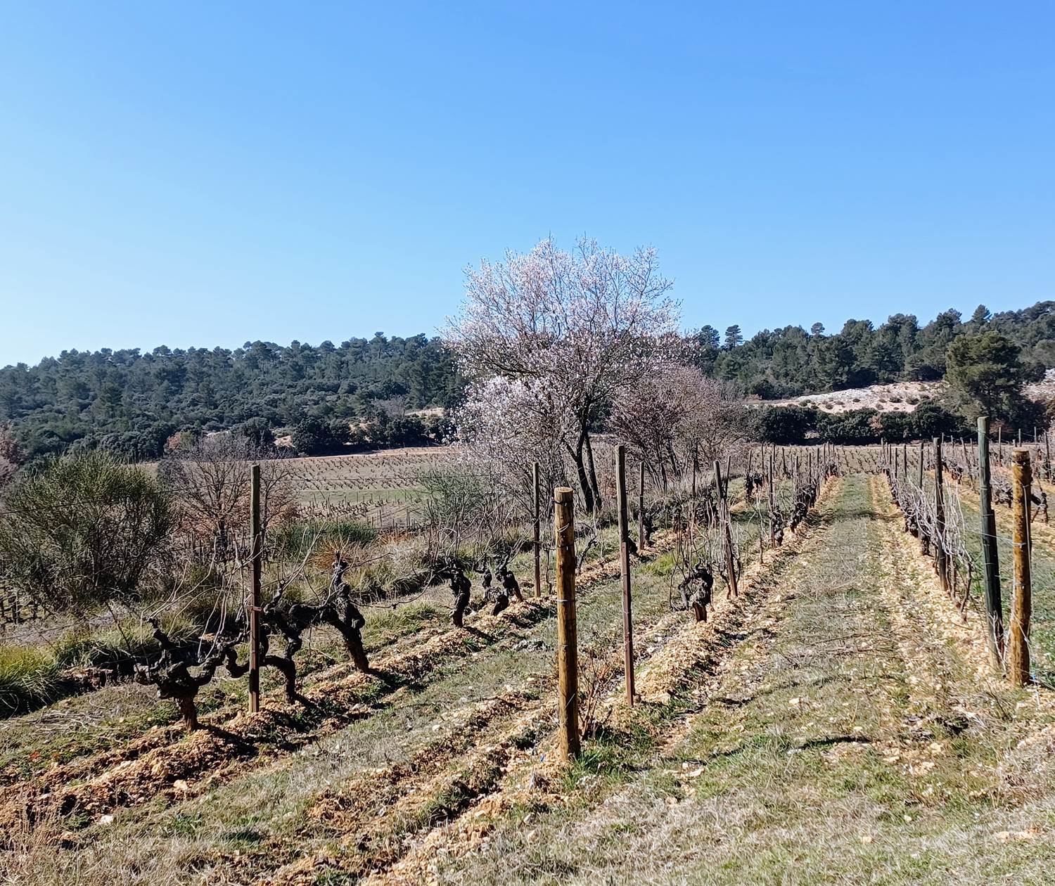 Les vignes du Luberon