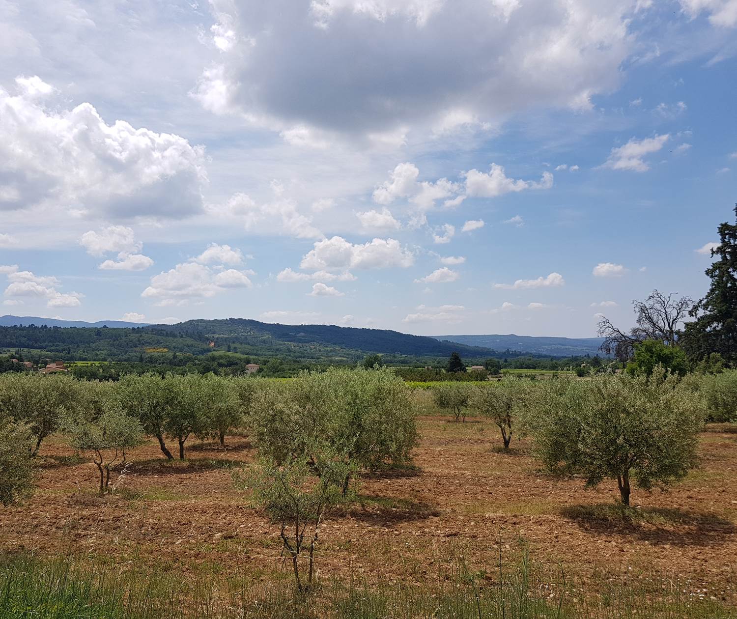 Champs d'oliviers à Villars