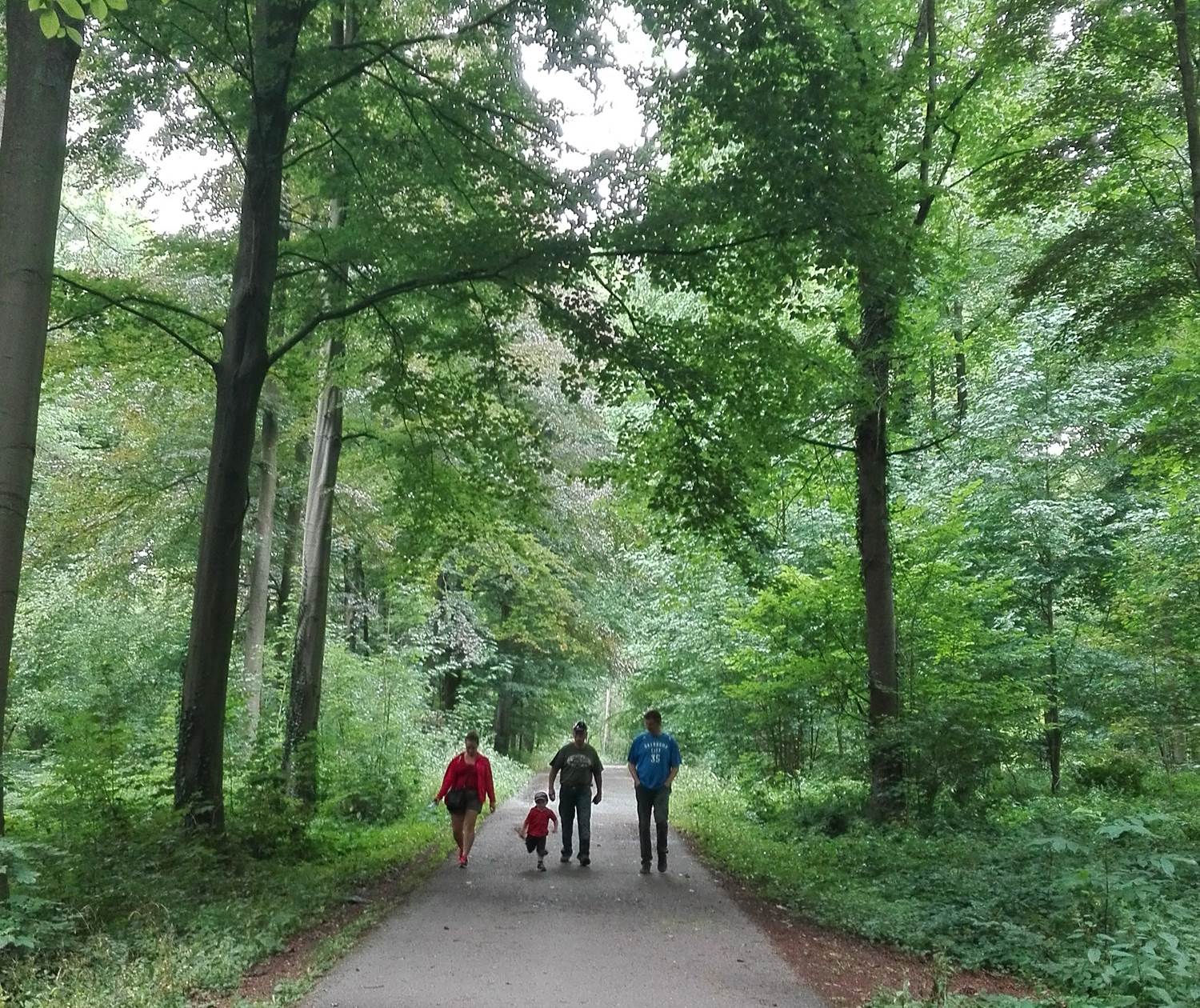 Le bois de la Vecquée