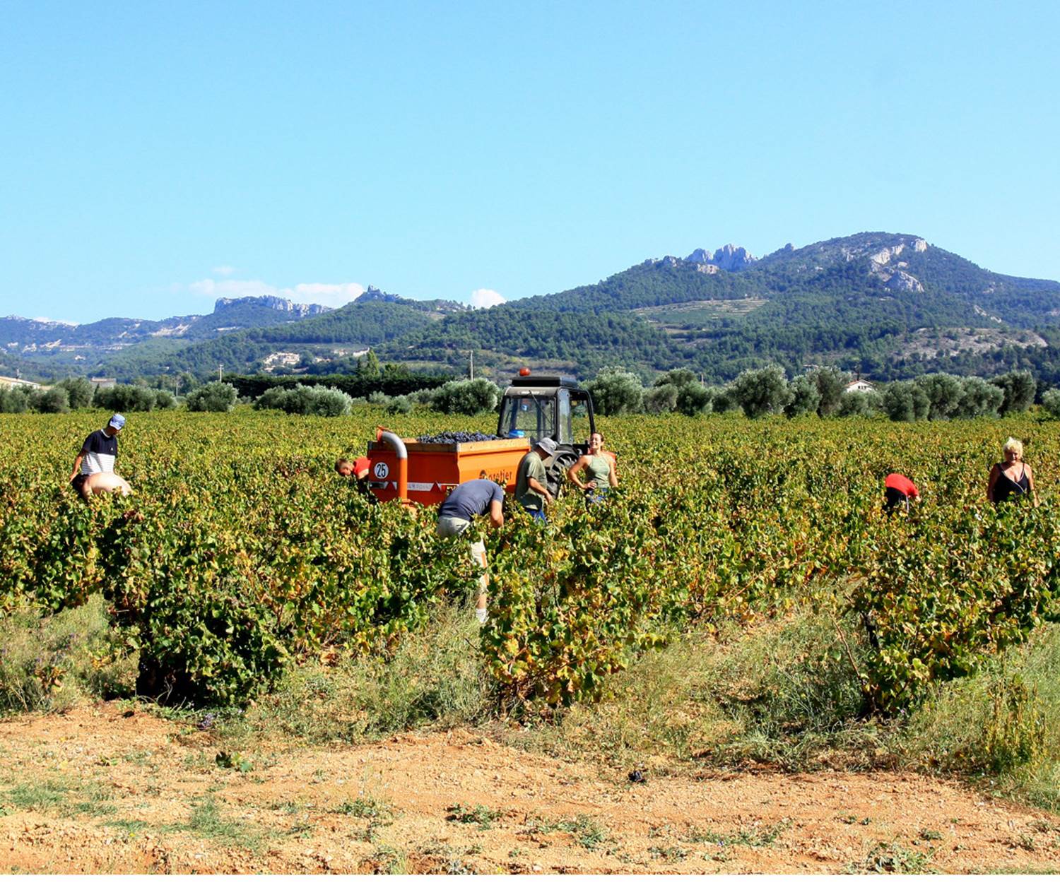 Les Vendanges dentelles de Montmirail. Copyright.3597--HOCQUEL_A_-_VPA-1600px