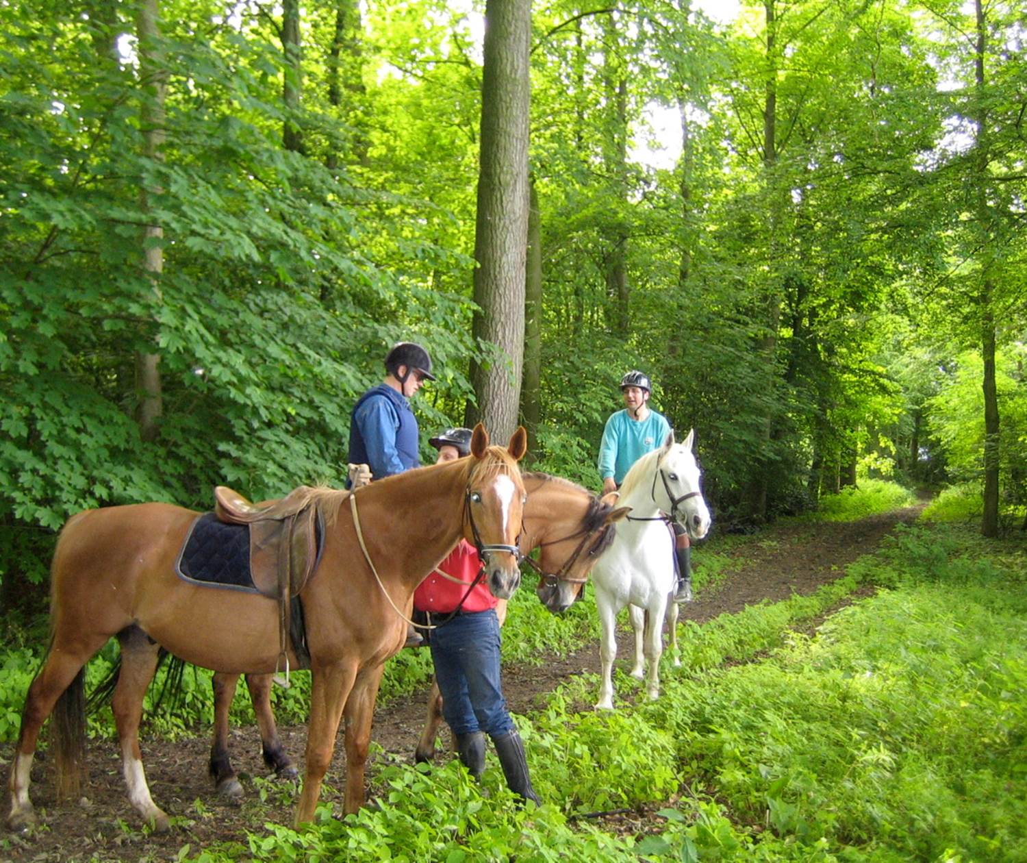 Château de Behen Allée Chevaux