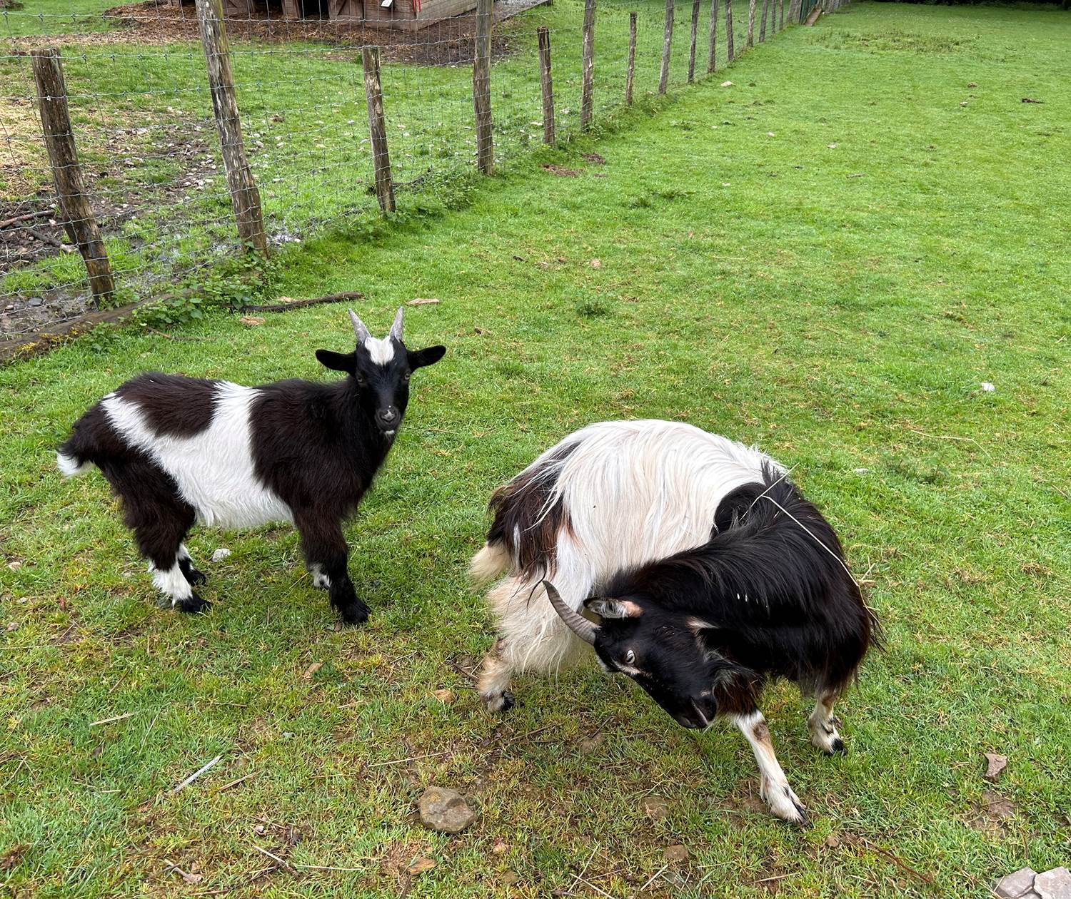 Chèvres des fossés