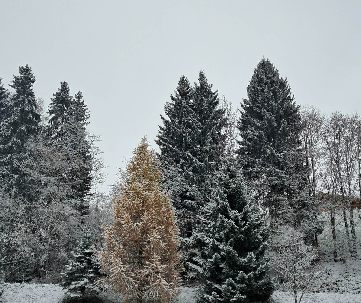 Quand l'hiver se mélange à l'automne