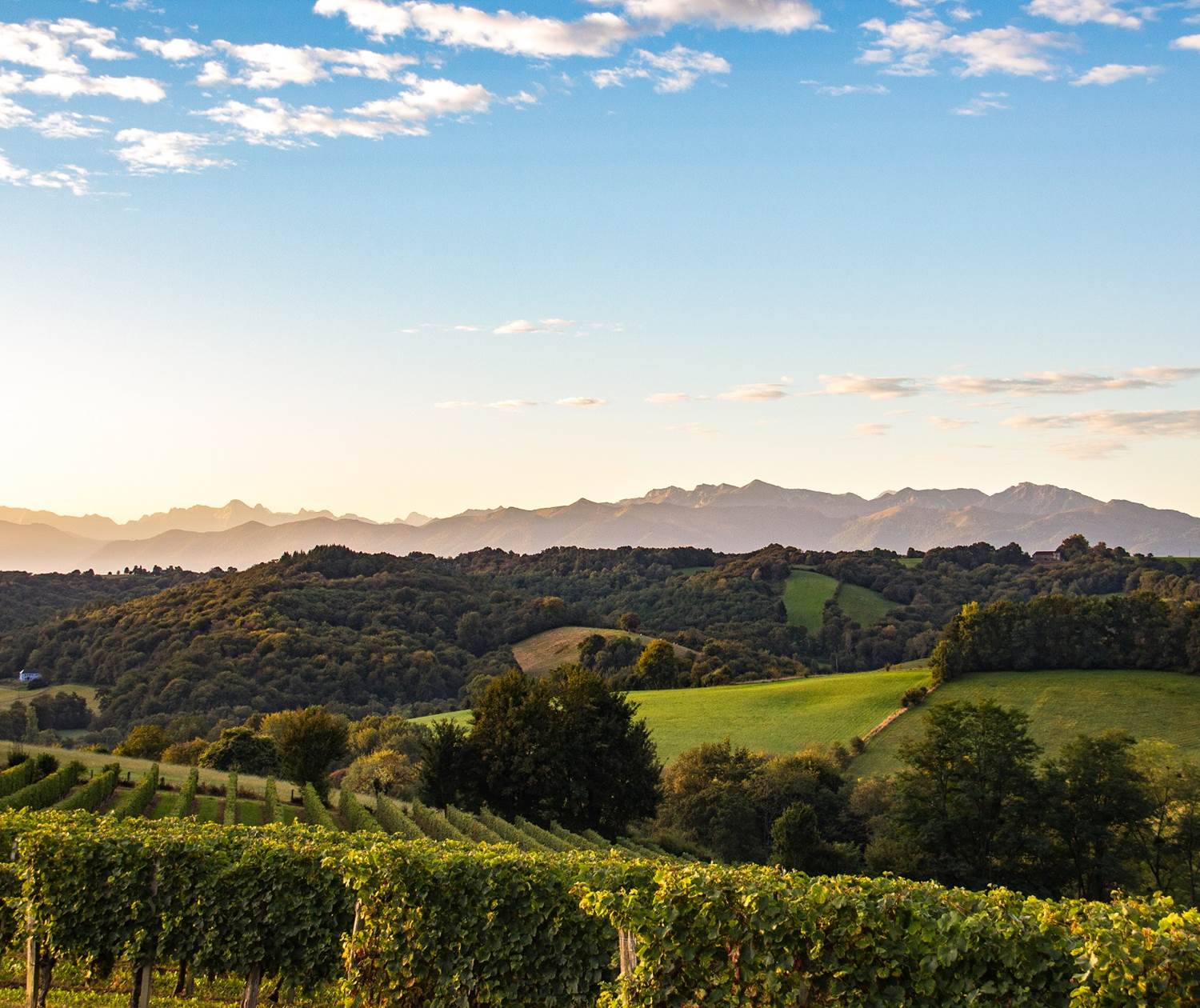 Vignoble du Jurançon