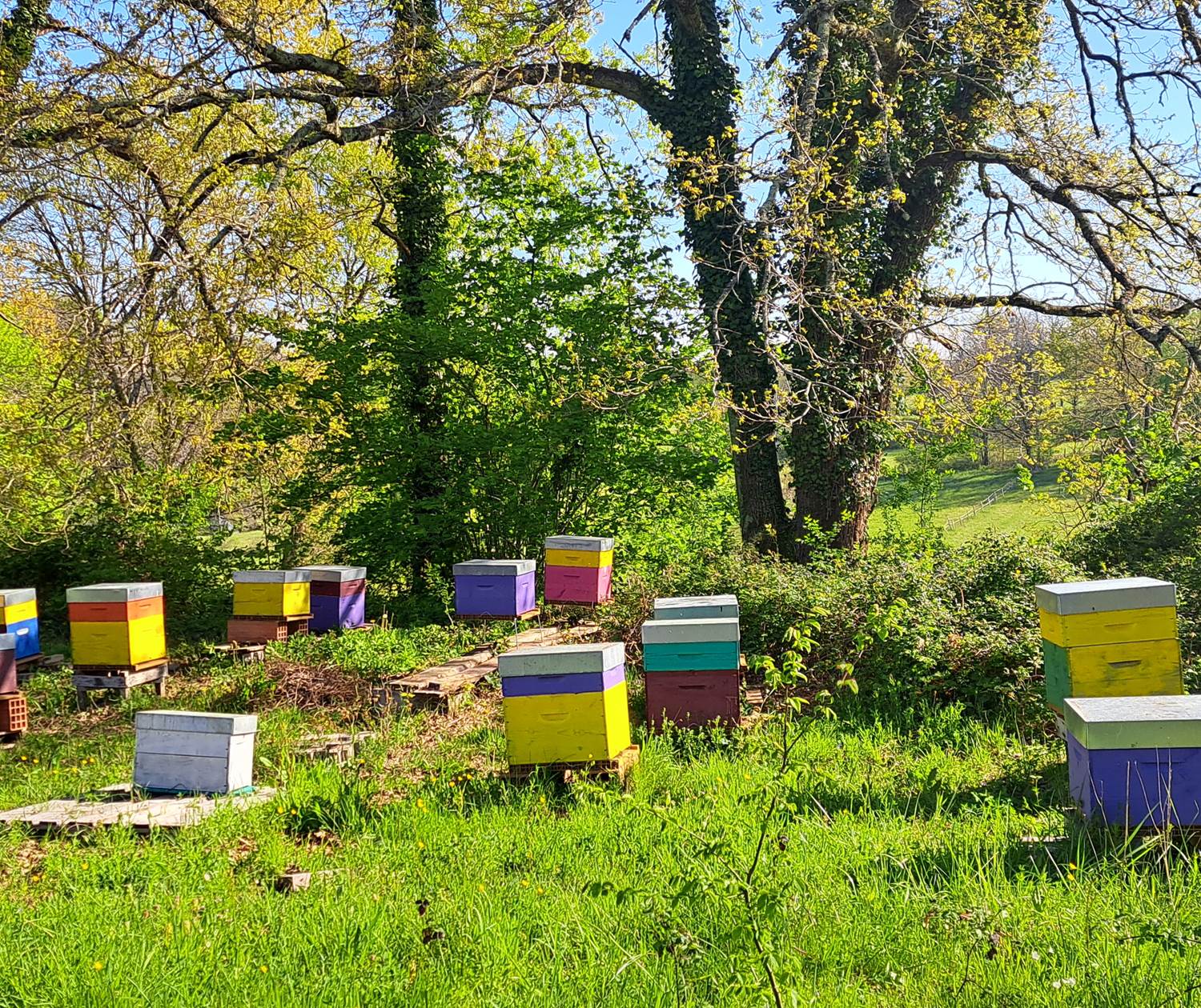 Rucher INYAQAB Dordogne Miel du Périgord
