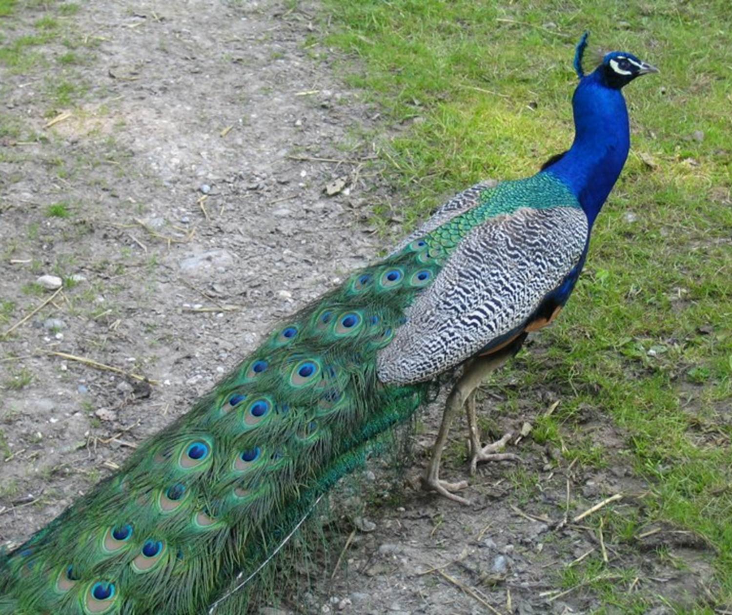 Château de Behen Paon