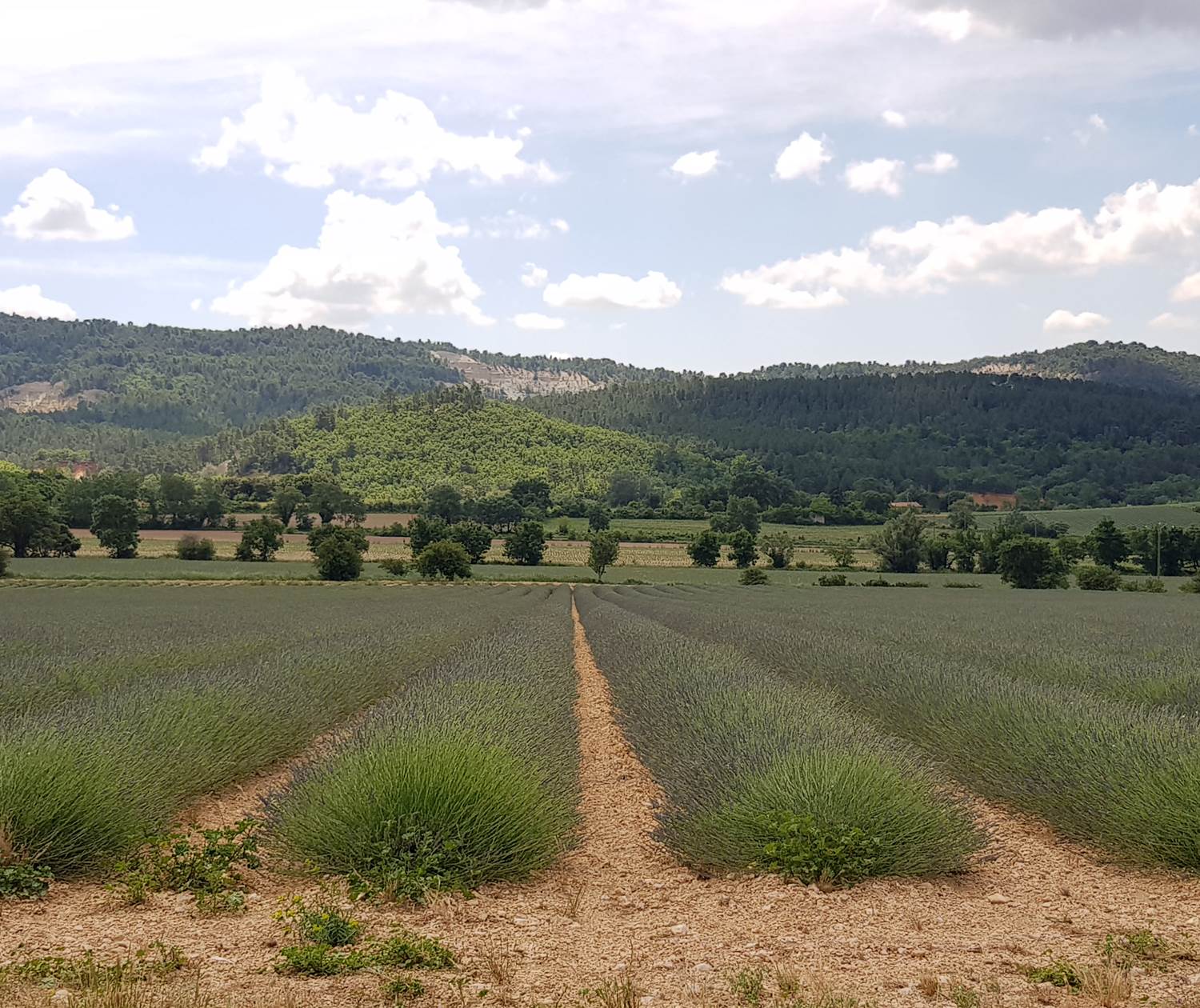 Champs_de_lavande_à-Villars_en_debut_de_saison