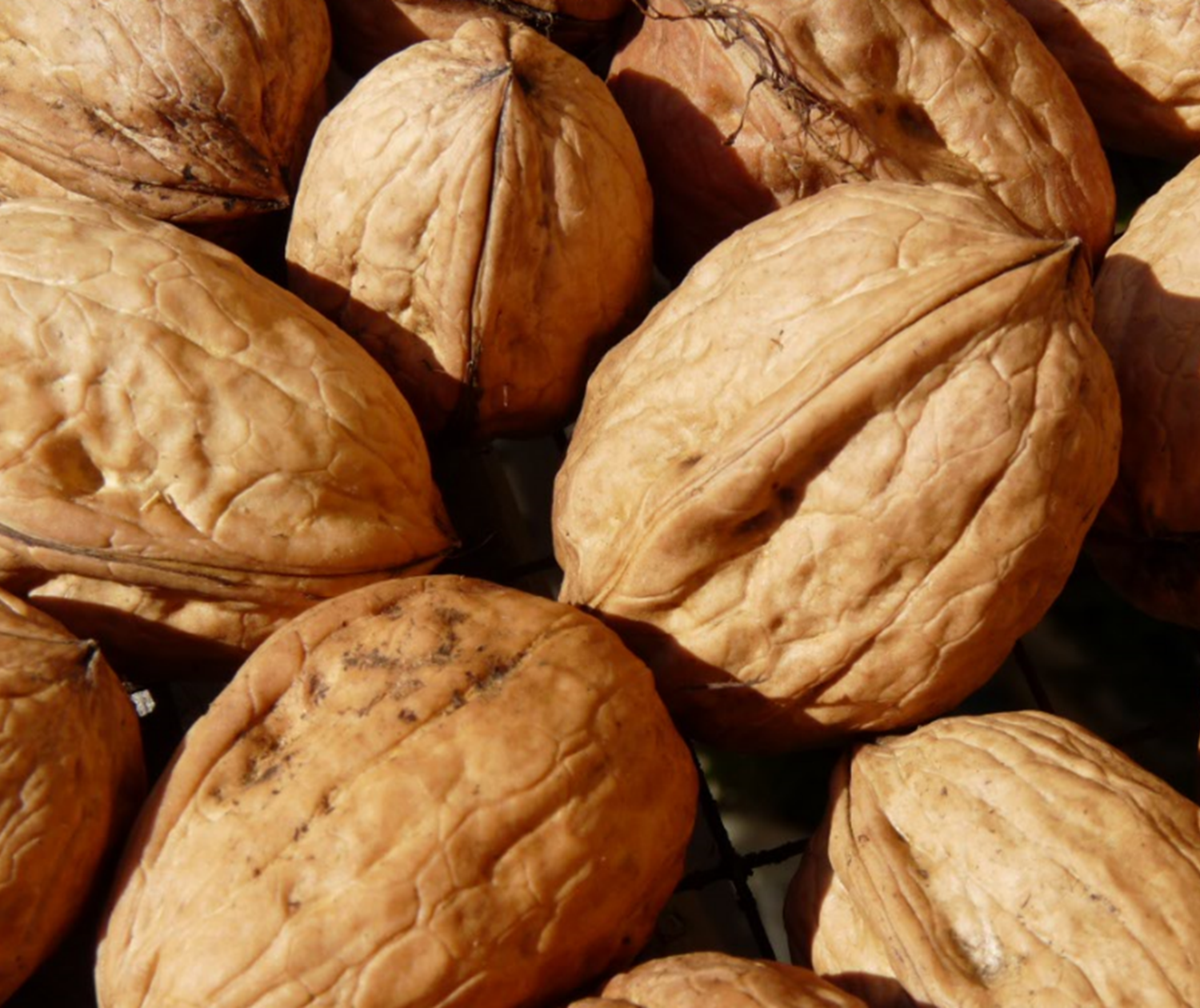 Noix Franquette bio du verger INYAQAB Dordogne Périgord