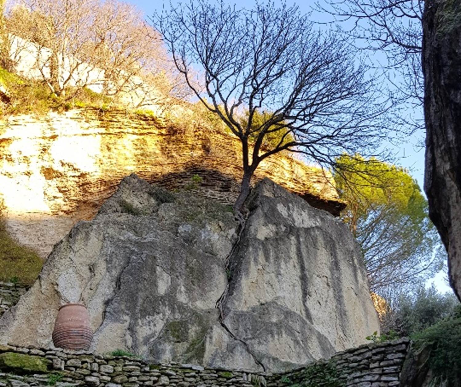 Arbre enraciné dans la roche Gordes Luberon Provence