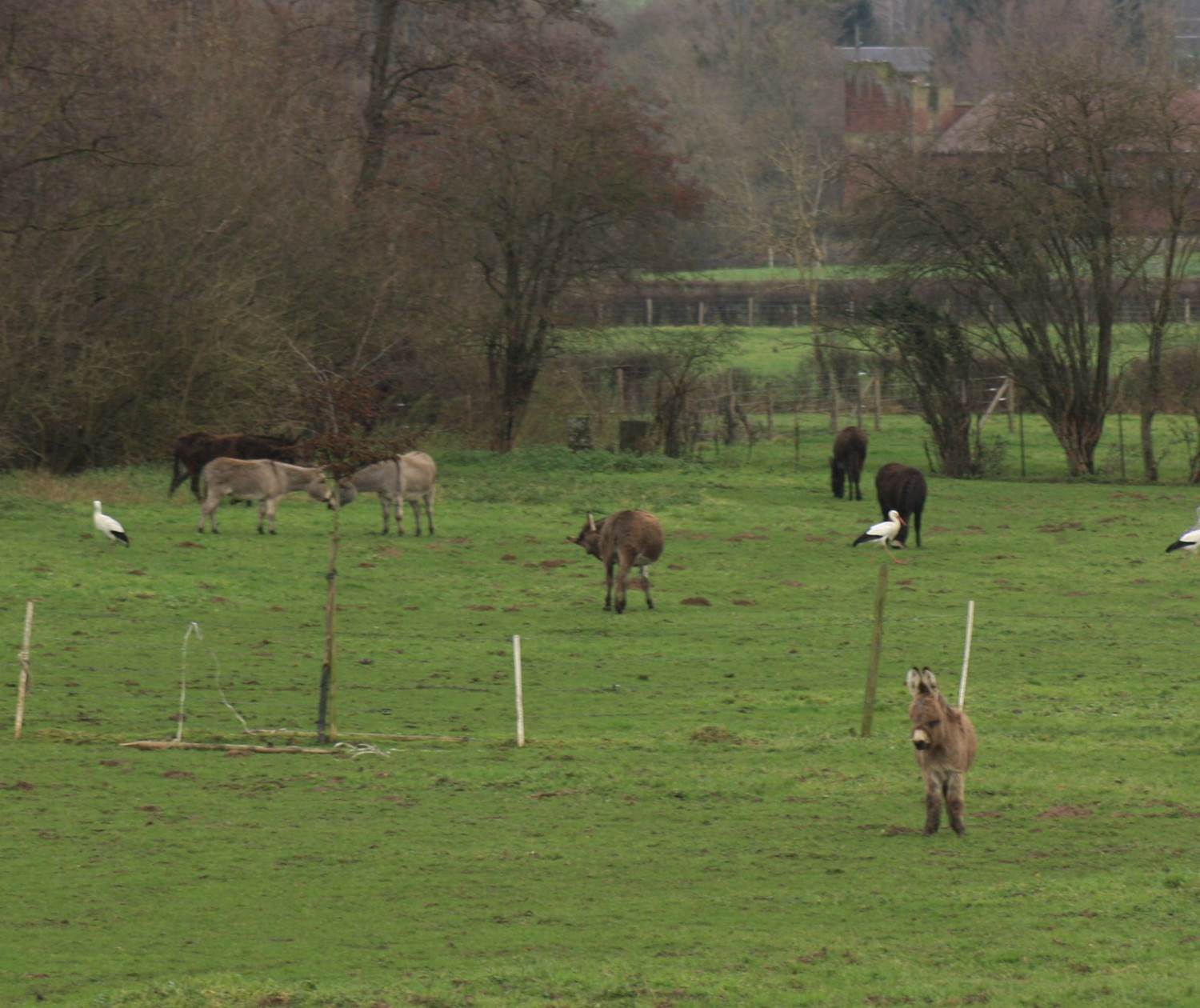 Anes et cigognes dans le bocage
