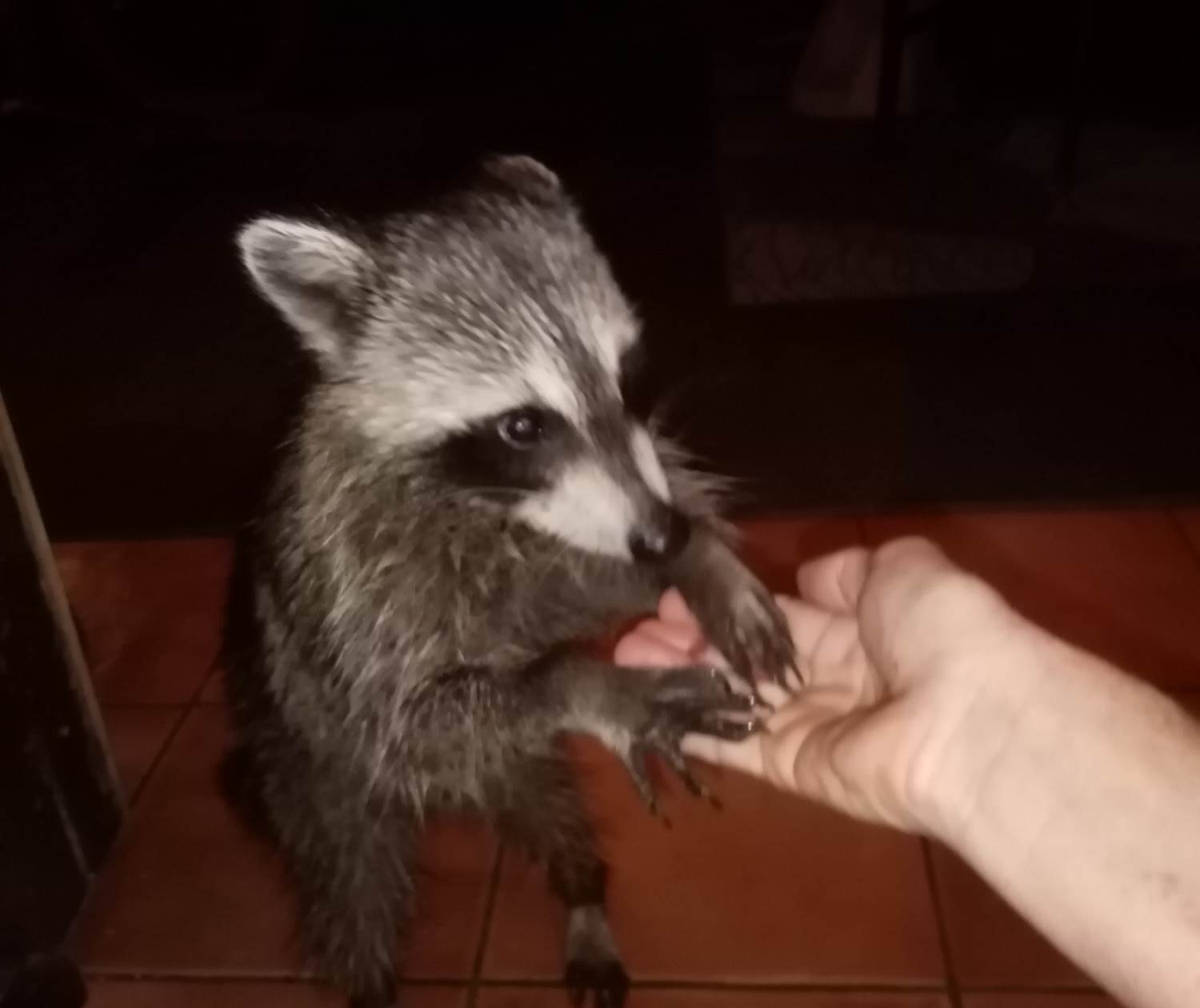 Racoon guadeloupe racoon lodge hotel