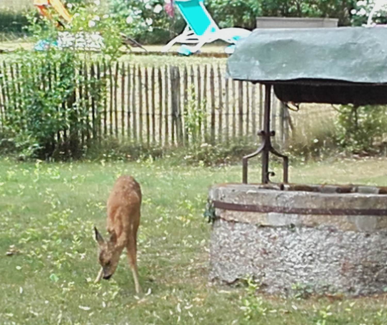 le chevreuil près du puits INYAQAB