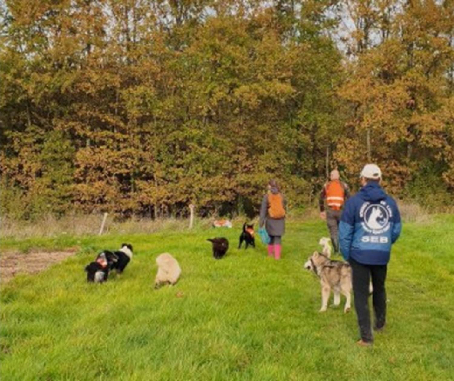 Plusieurs fois par semaine, Véronique emmène maîtres et chiens sur les sentiers du Loir-et-Cher avec Rando Canine.