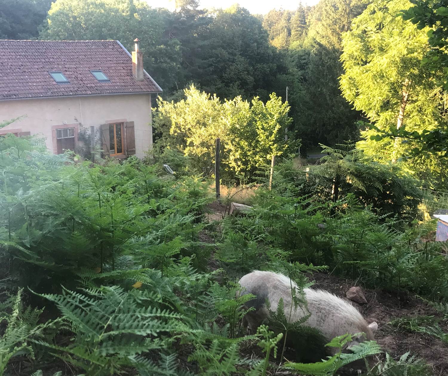 la foret a 360 degres