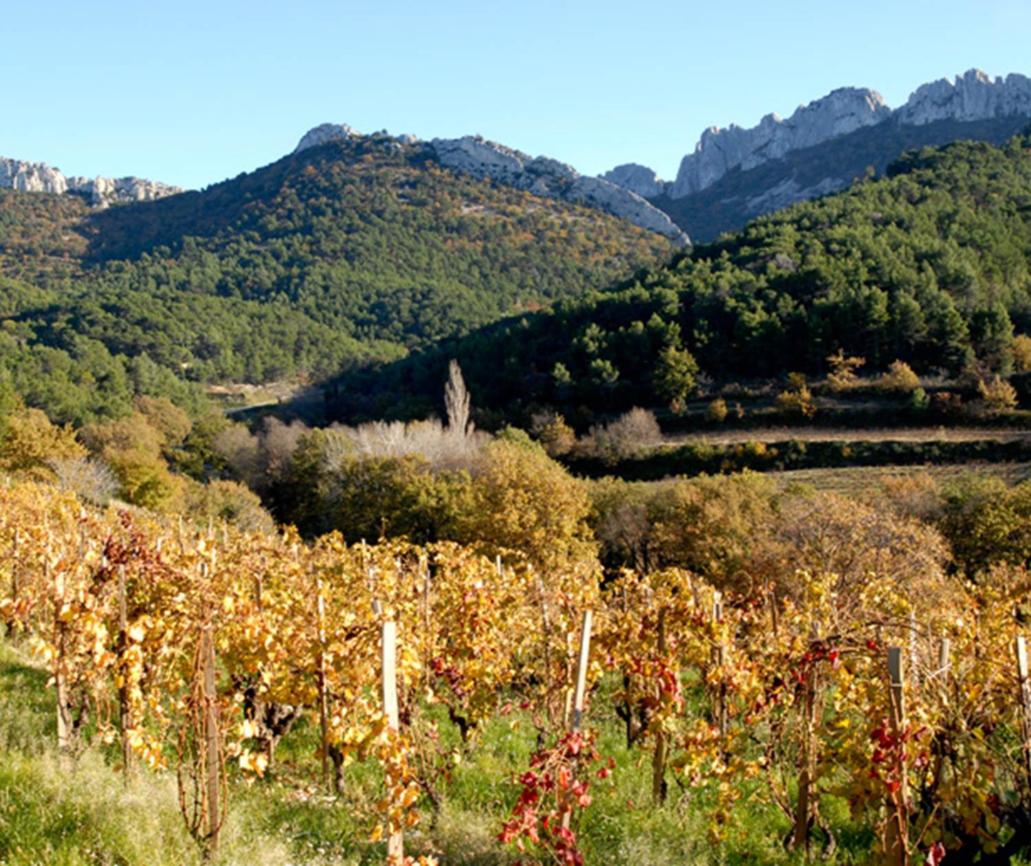 Dentelles photo4