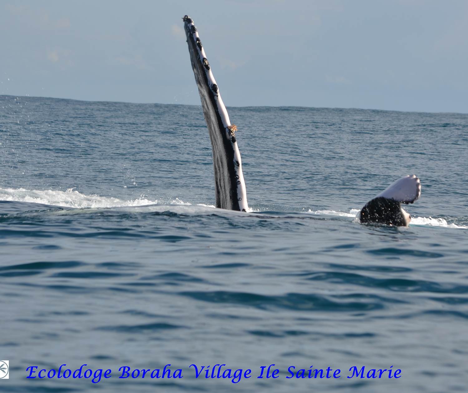 Baleine Boraha VIllage Ile Ste Marie Madagascar 26