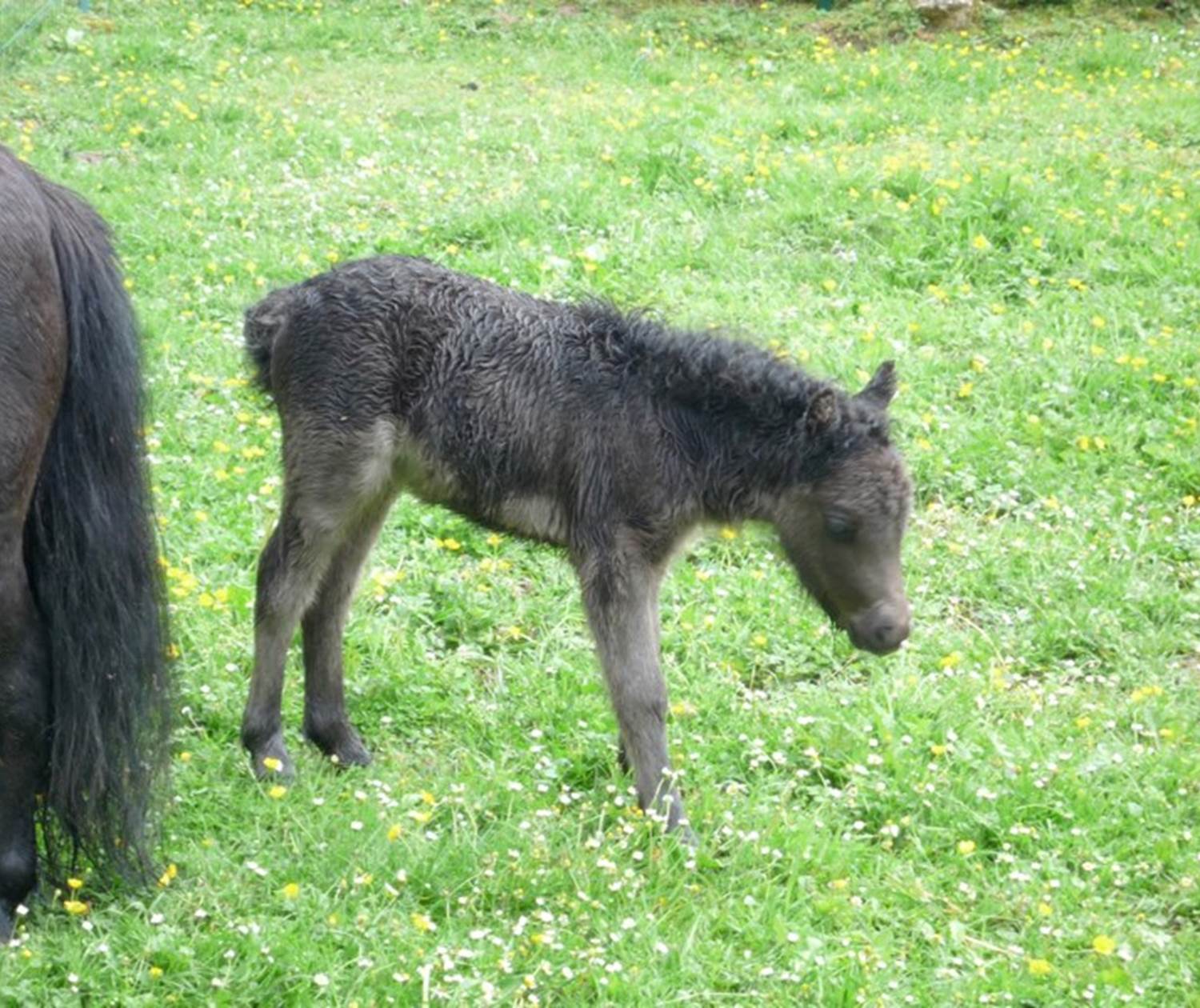 Château de Behen Falabella