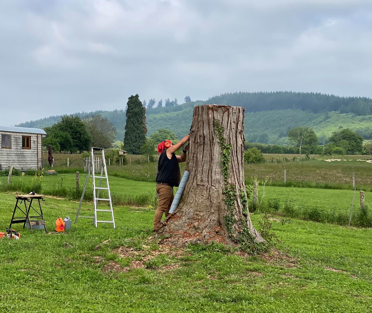 Les terres de la chouette, seconde vie qui commence pour le Thuya qui a prit la foudre
