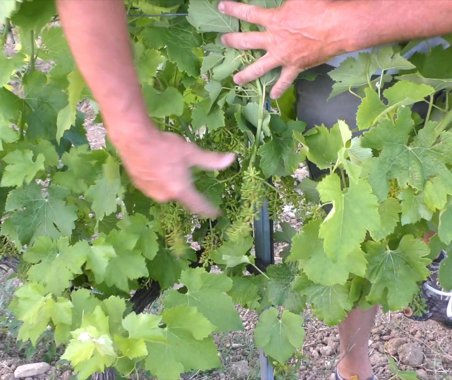 Caveau de Beaumont du Ventoux