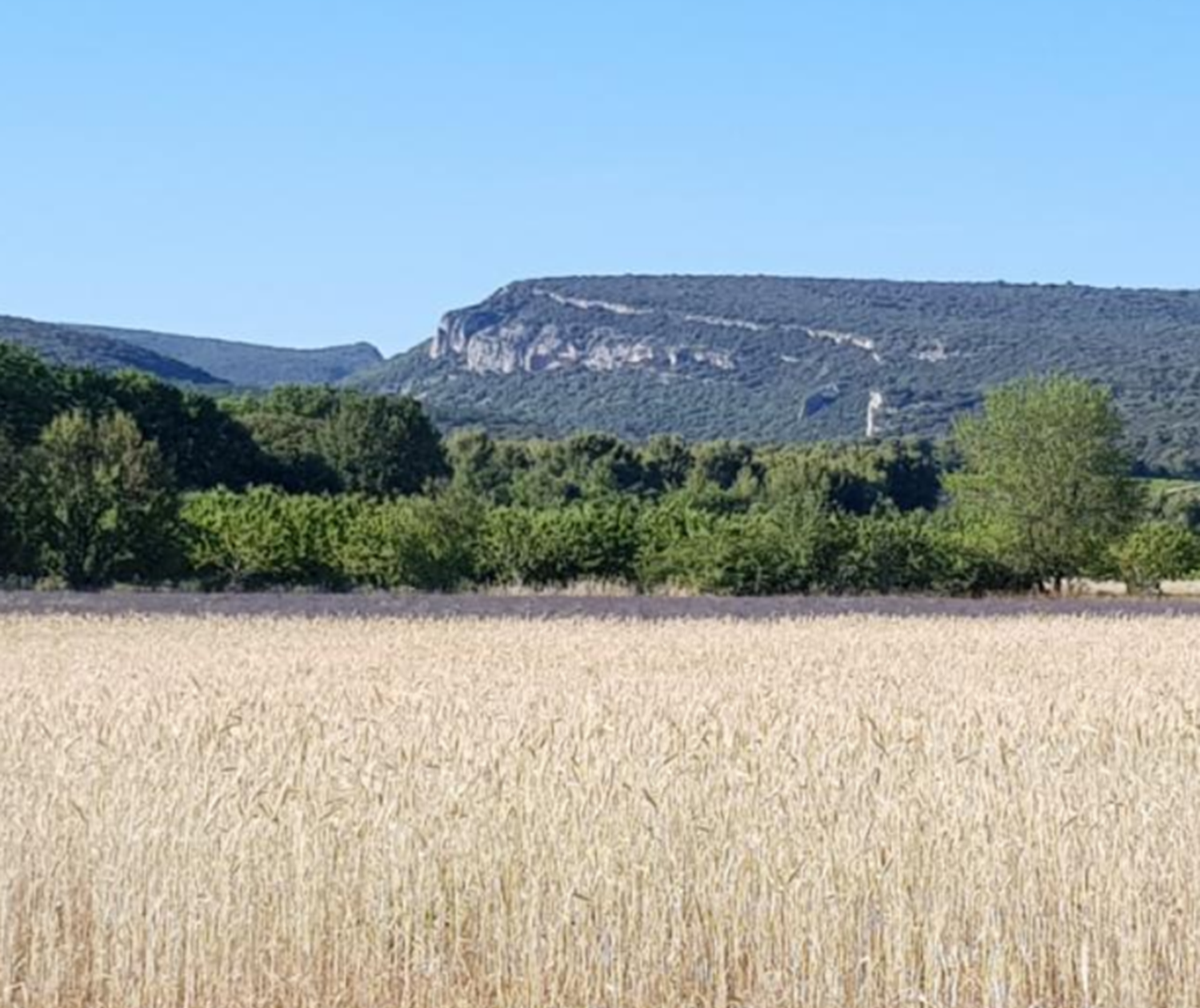 Combe Font Jouvale, vue sur les crêtes et le champs de blé depuis les gîtes Luberon Lub'heureux