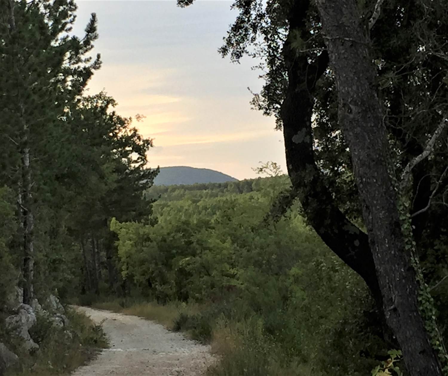 foret aubussargues en fin de journee