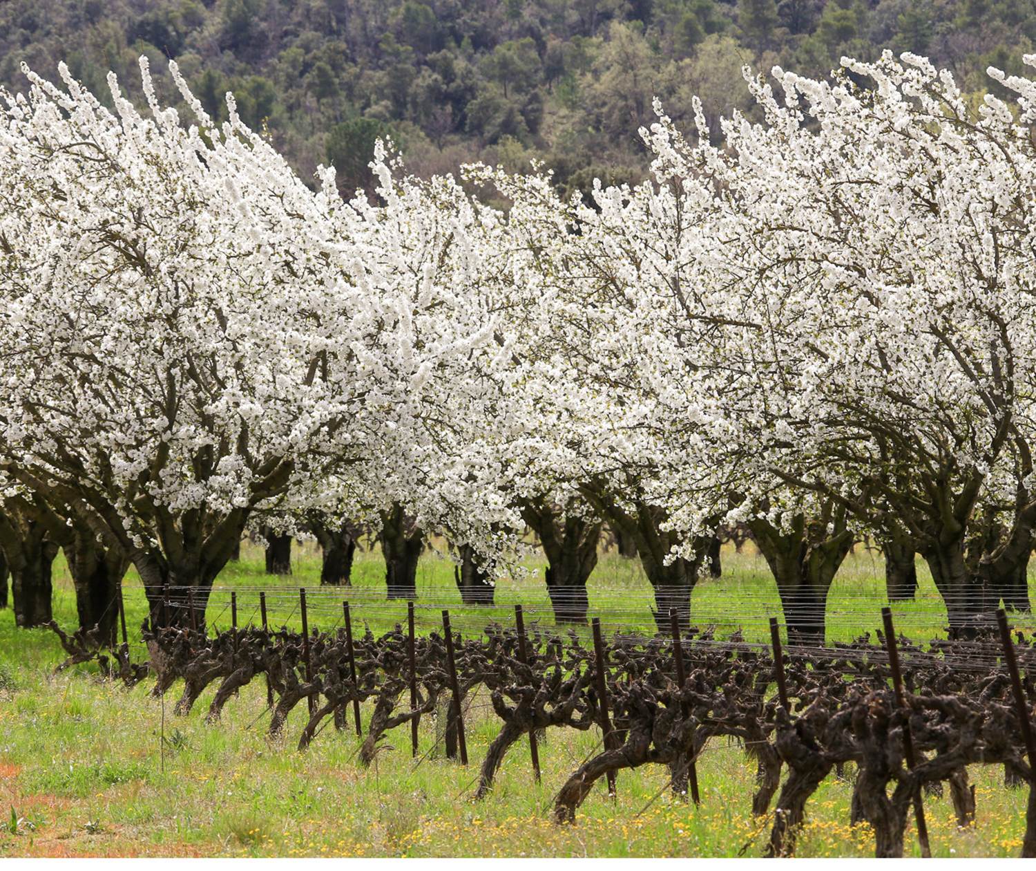 Cerisiers en fleurs et vigne. Copyright : Hocquel A-VPA