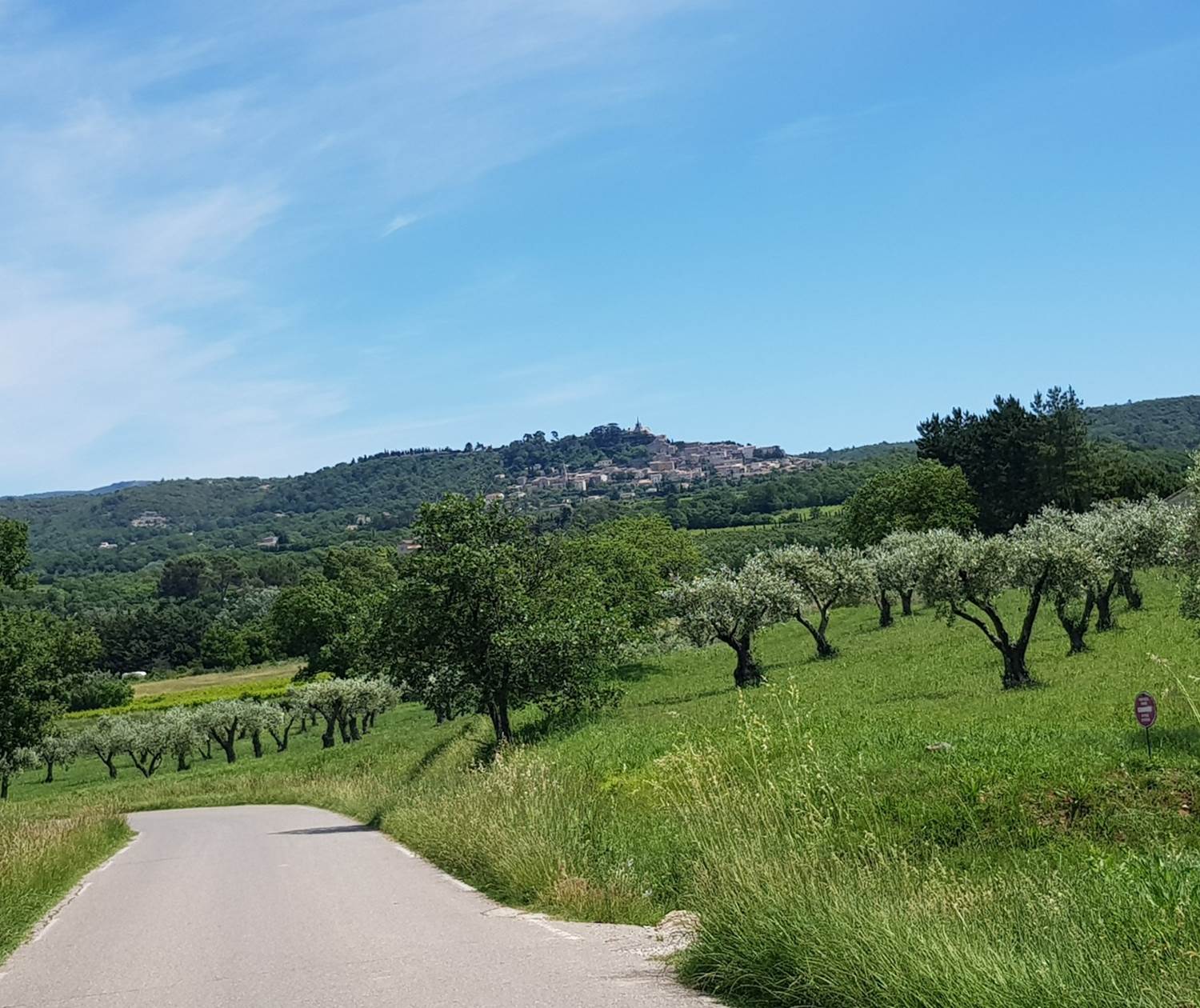 Champs_d'oliviers_bonnieux_lacoste