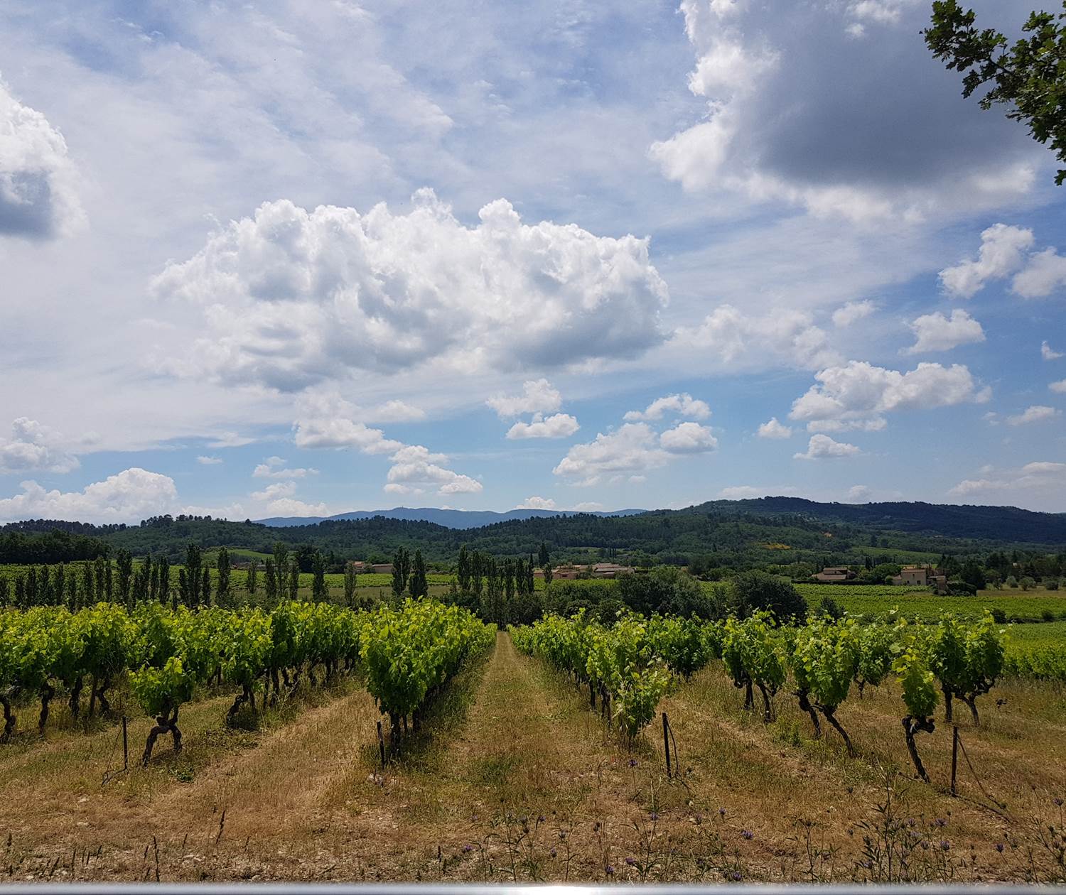 Vignes_du_terroir_Luberon_Ventoux