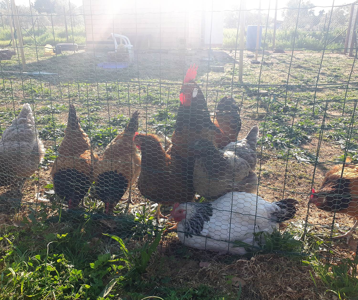 LES CHAMBRES DE MON P'TIT MAS - Hamlet et son poulailler