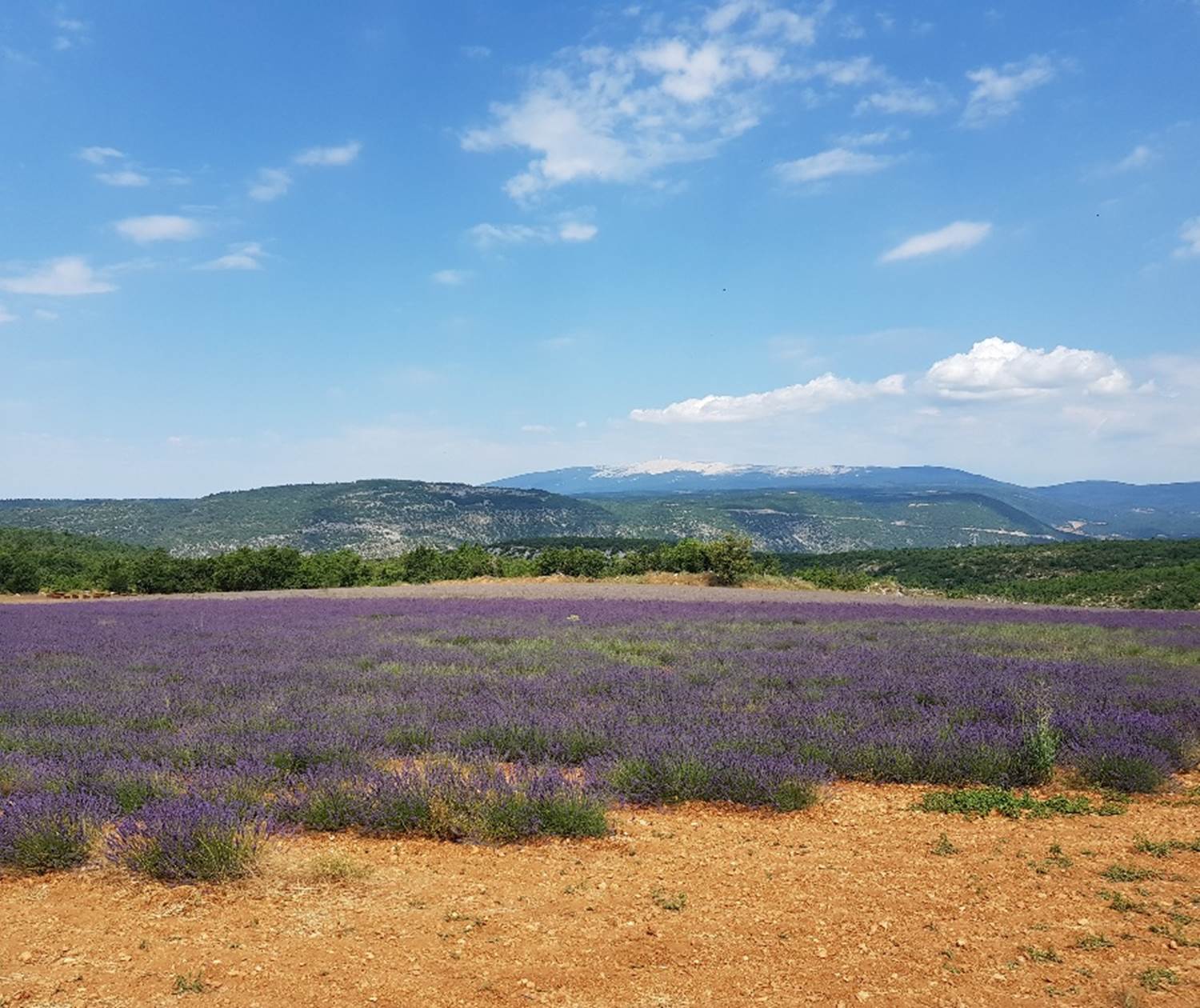 Mont Ventoux, lavandes et terre d'ocre dans le Luberon en Provence - de Saint-Saturnin les Apt à Sault
