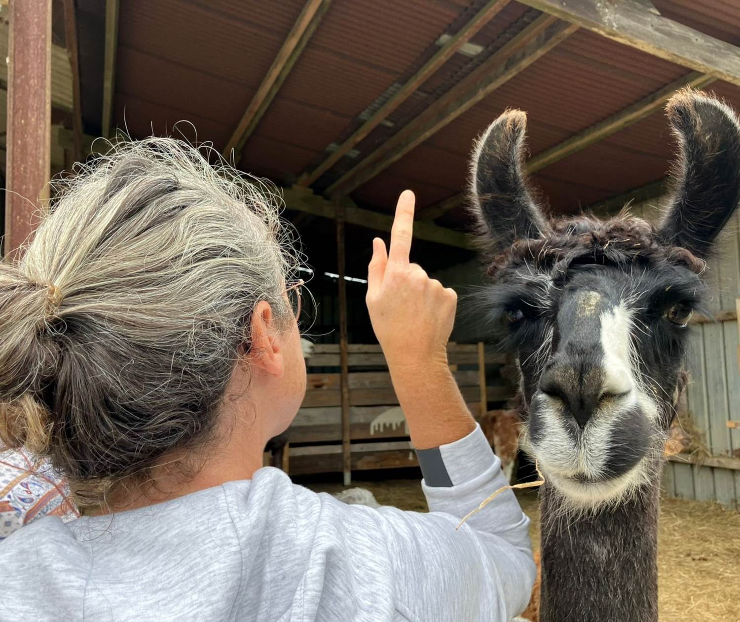Découvrez lamas et alpagas avec Lama Emoi, de drôles de bêtes avec qui vous irez marcher.