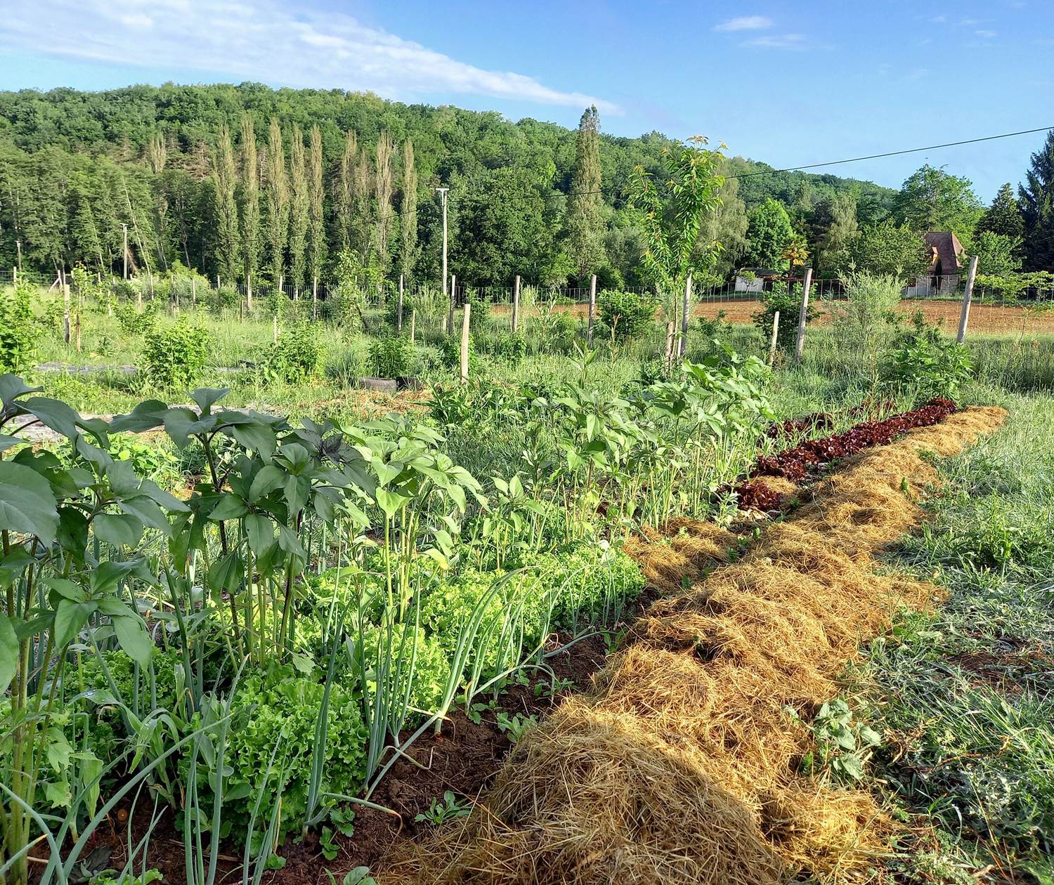 ligne maraichère au printemps