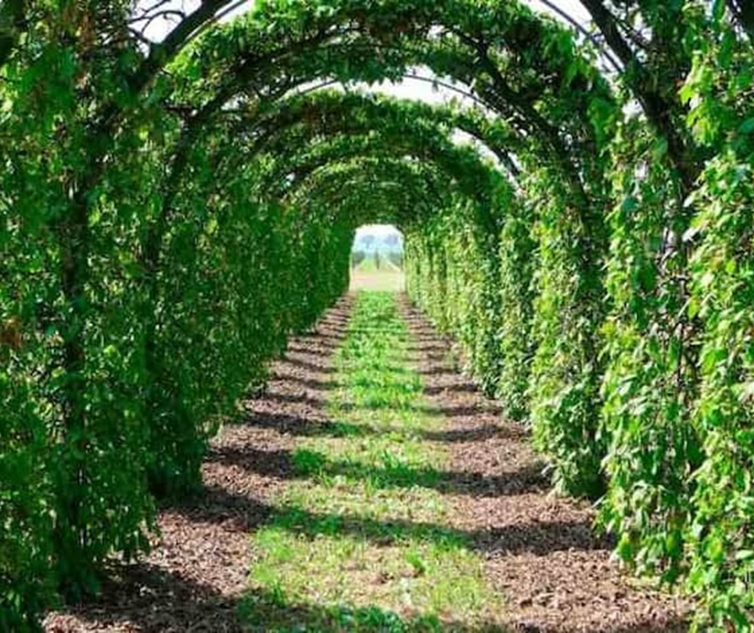 La Charmille (Vert Buisson)