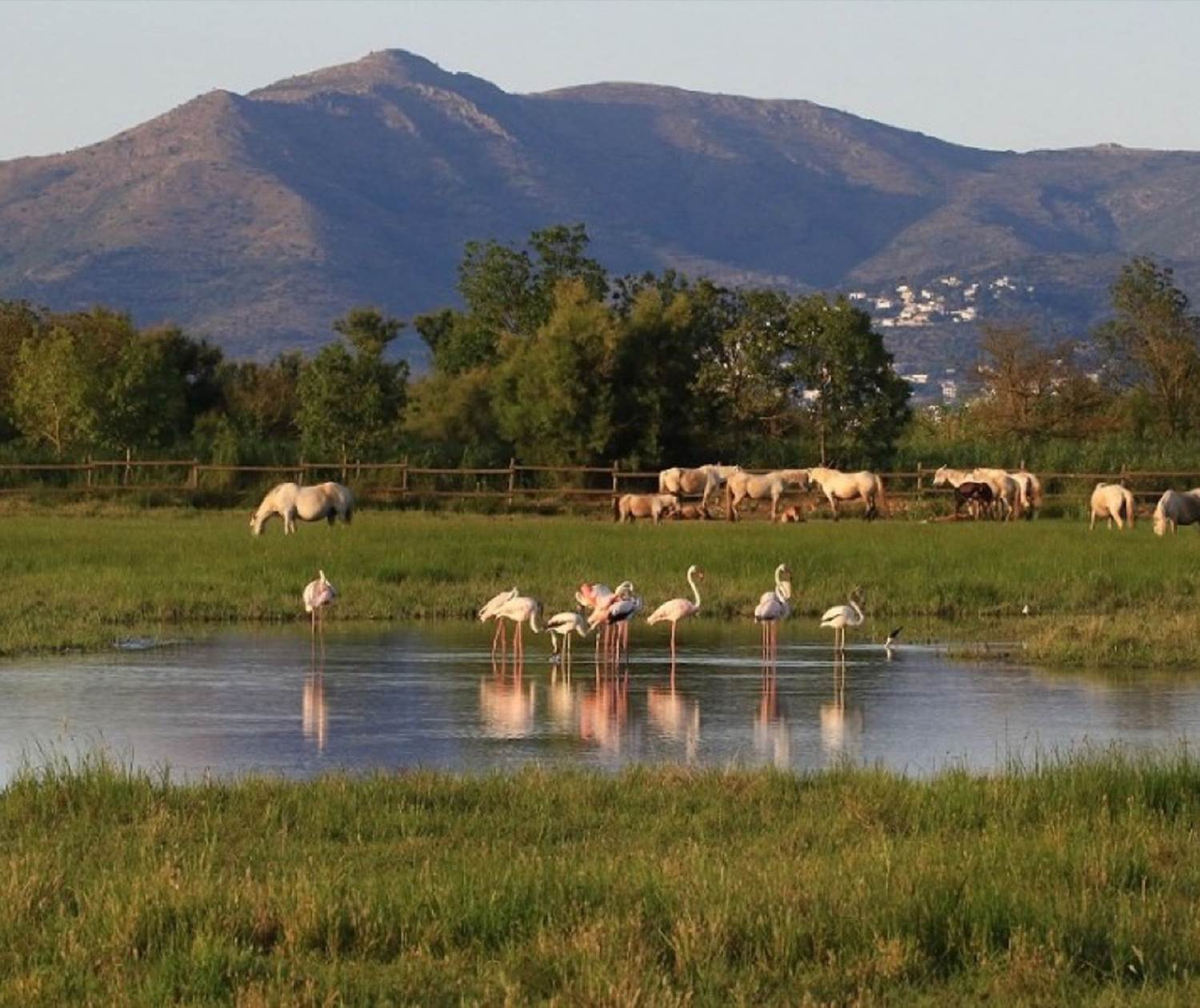 Réserve naturelle d'Aiguamolls