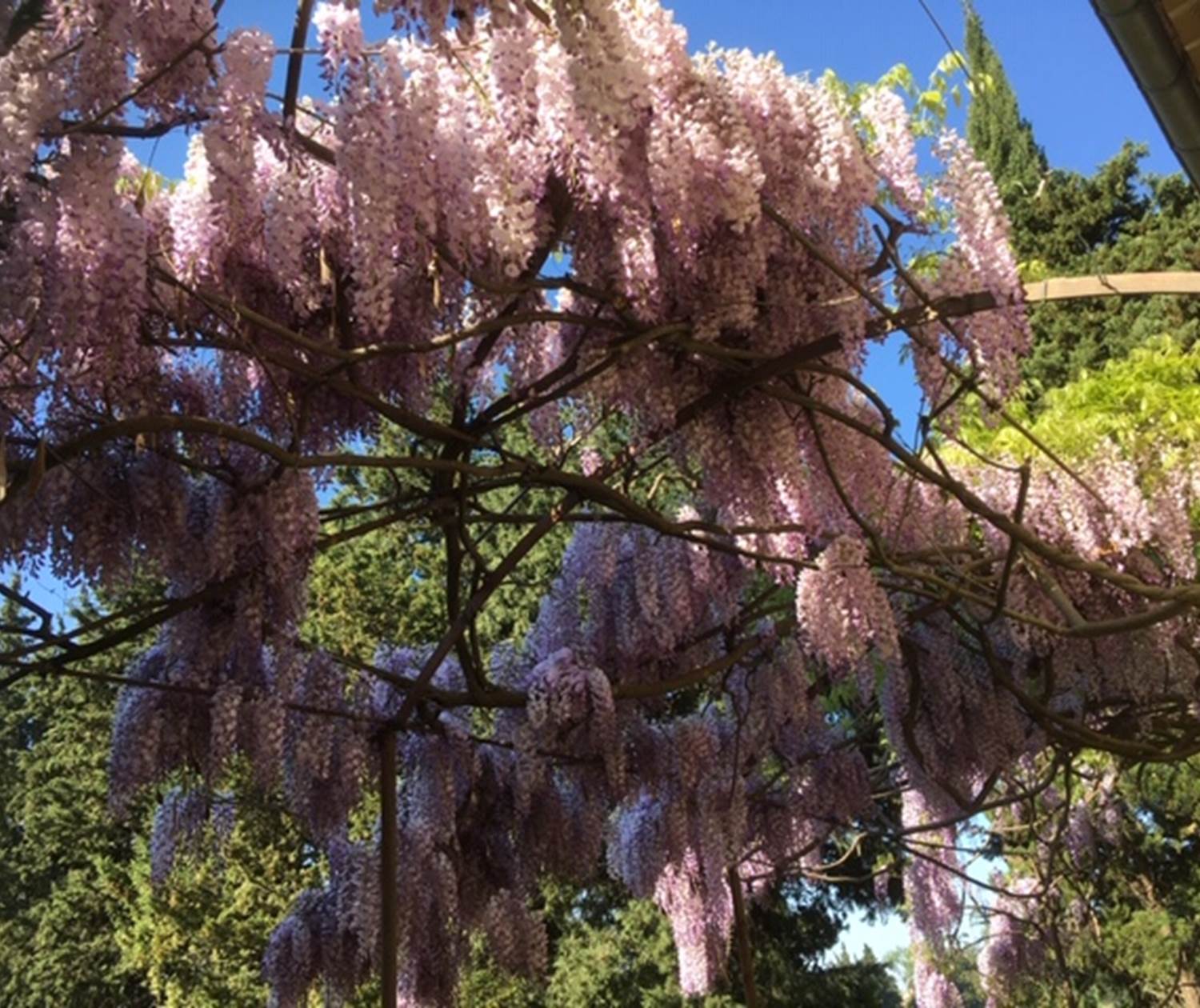 Glycine en Avril sous Tonnelle