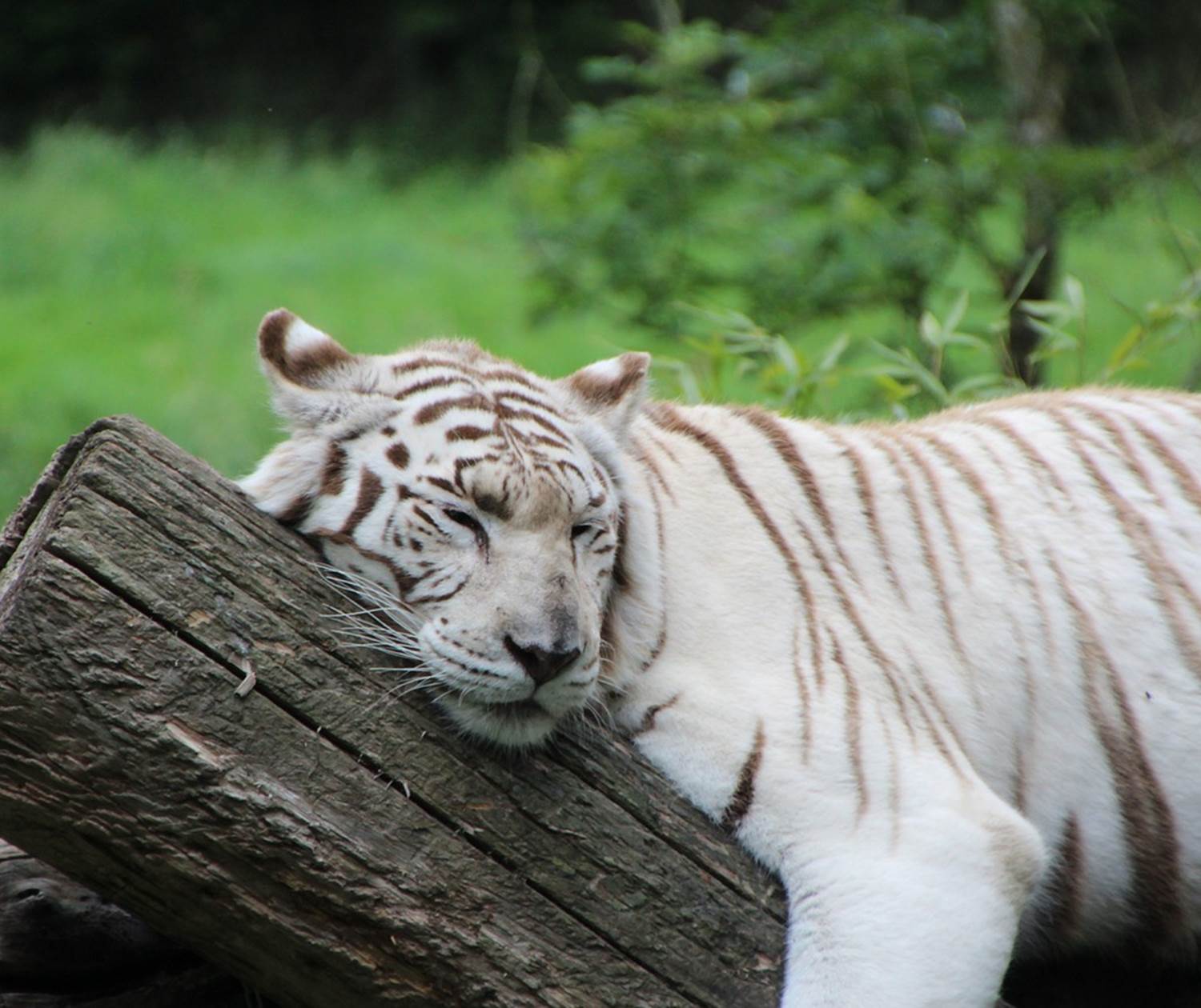 Zoo Cerza - Gîte 10 à 14 personnes proche Lisieux