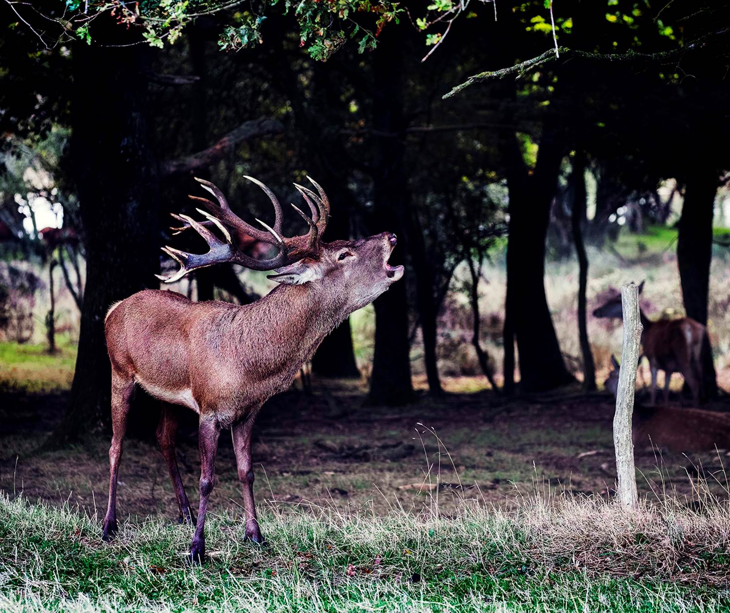Brame du cerf - La Fardellière - Valanjou