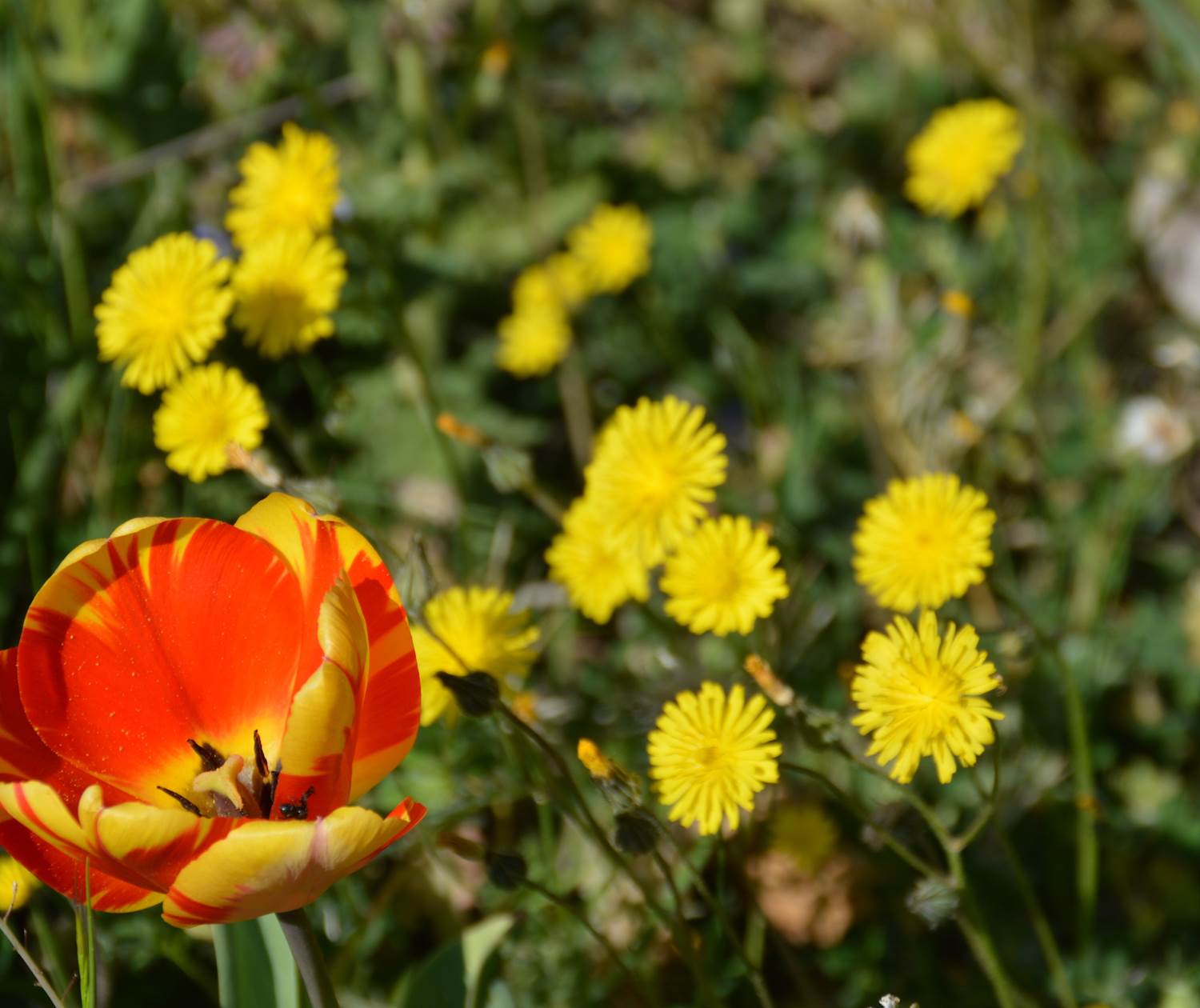 Fleurs à la bastide de Lure