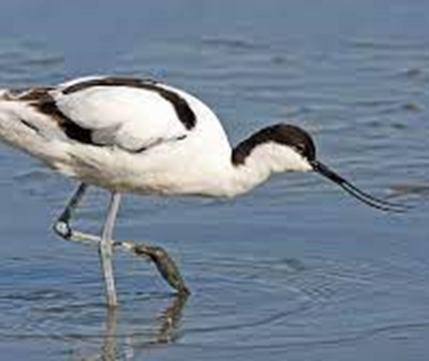 Avocette Elégante