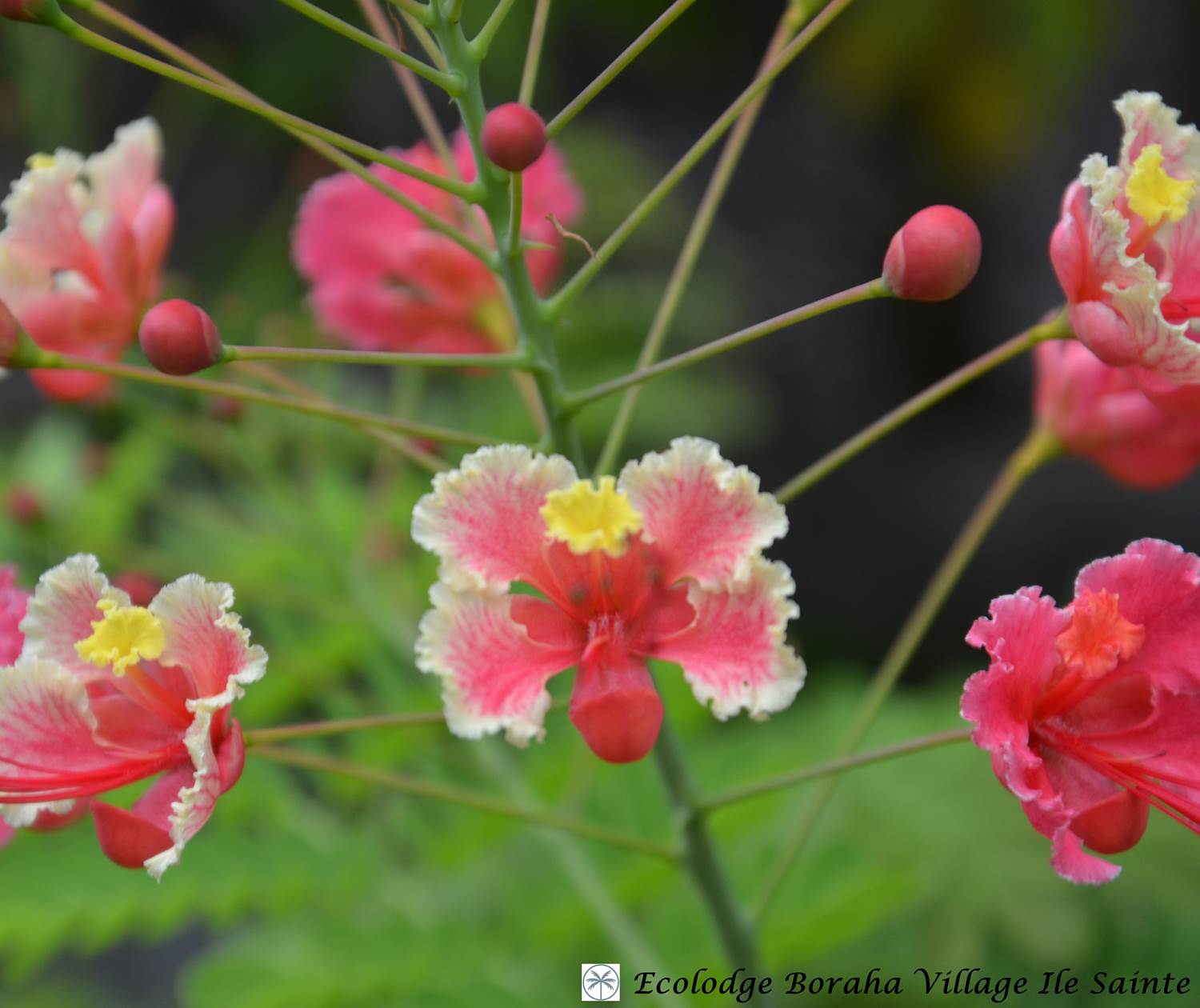 Jardin Boraha Village Ile Ste Marie Madagascar 02