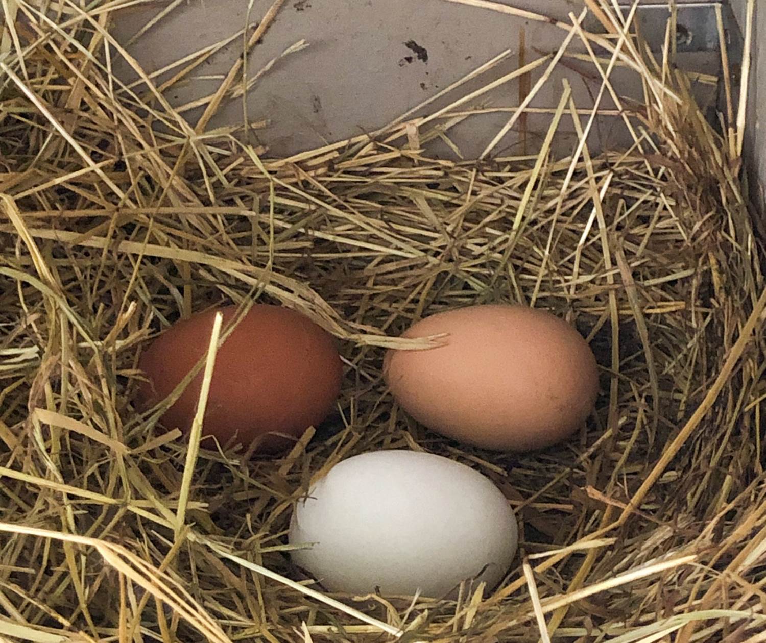 De bons oeufs pour les différentes préparations du petit-déjeuner