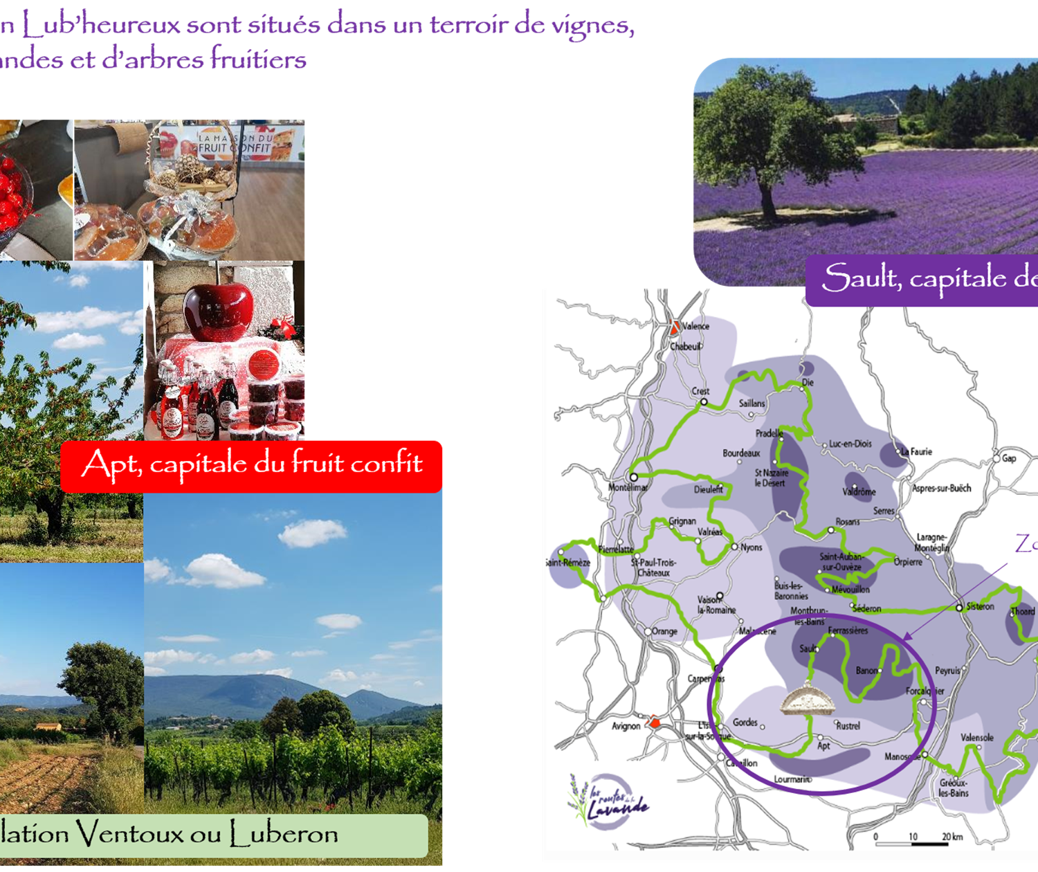 Le terroire du Luberon oliviers, vignes et champs de lavandes