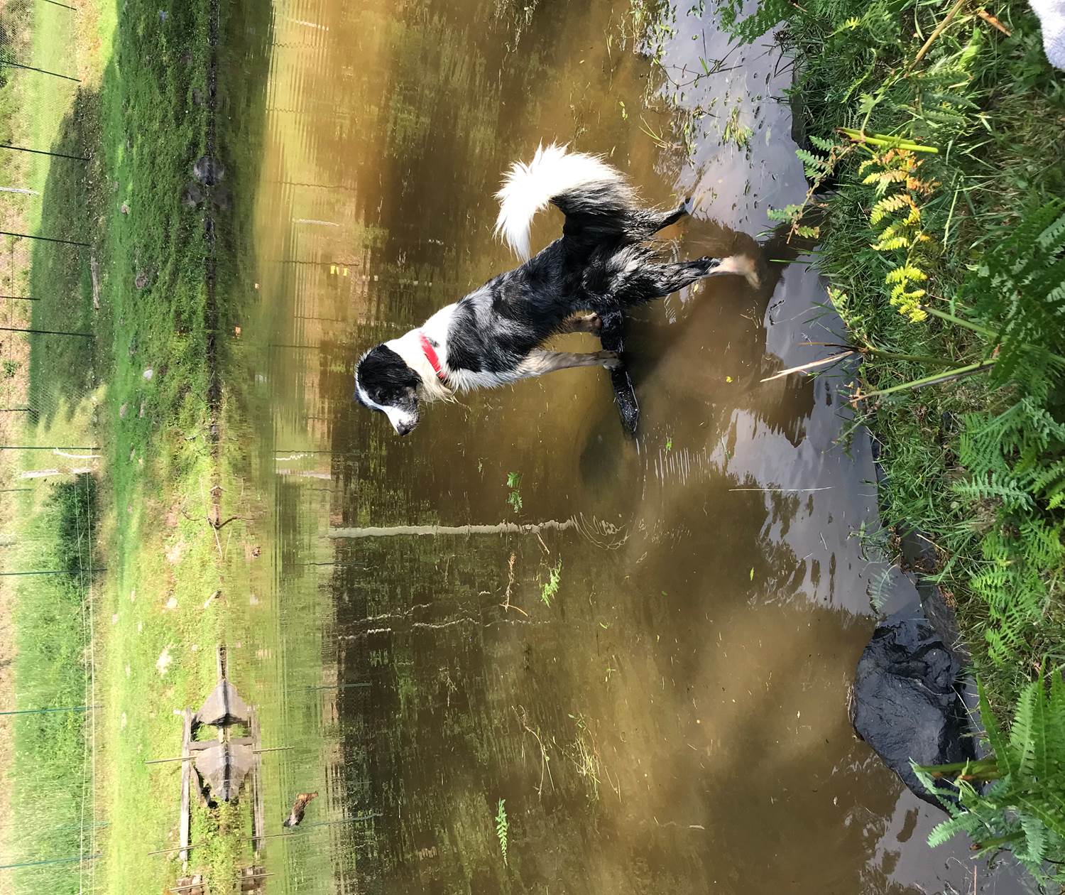 baignade etangs lacs Pierre-Percee Celles-sur-Plaine la Maix