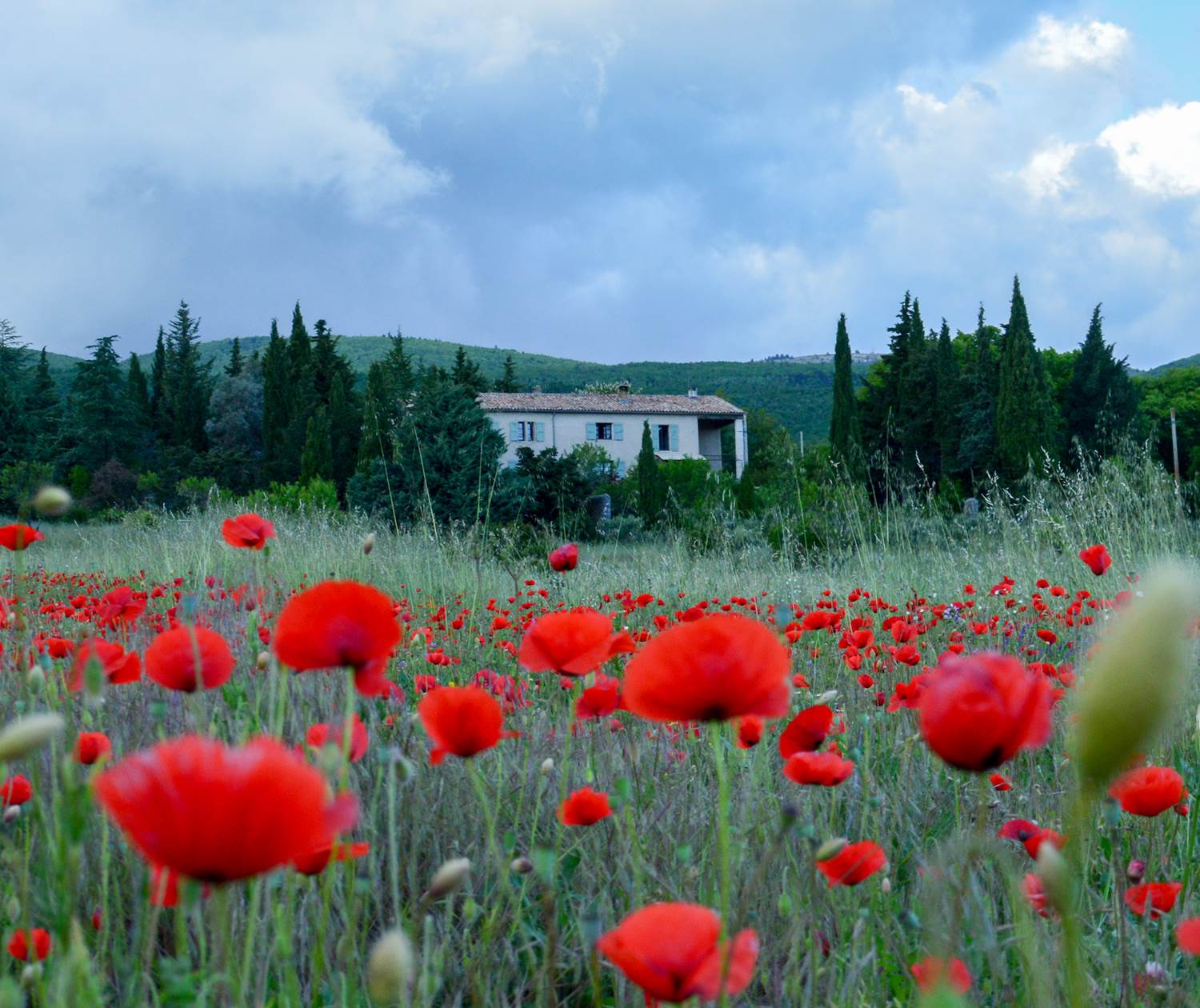 Les champs de coquelicots