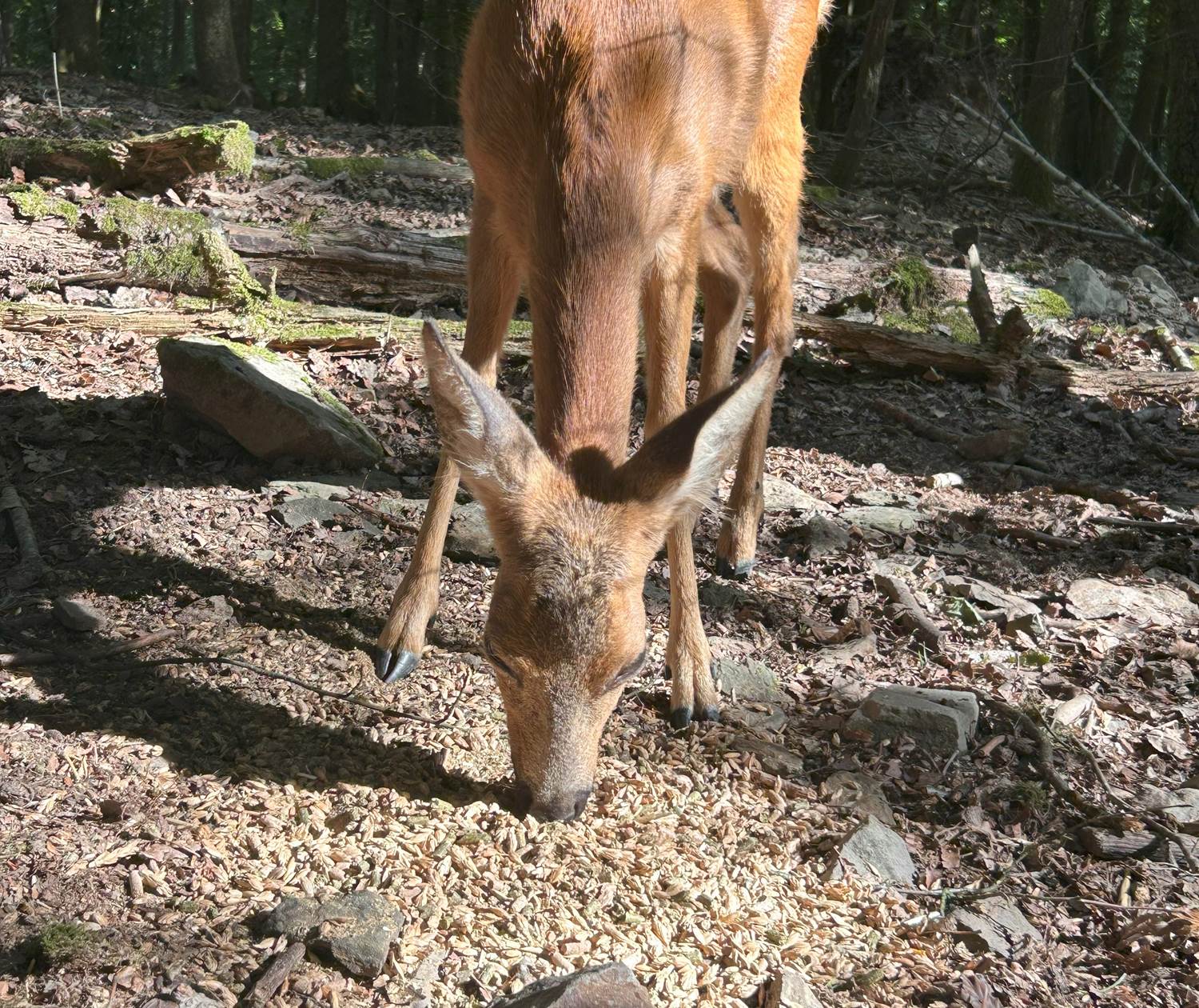 Nourrissage - chevreuil